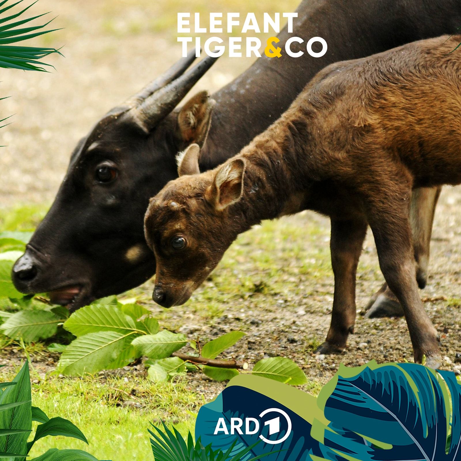 Anoa - Ein gehörntes Kraftpaket