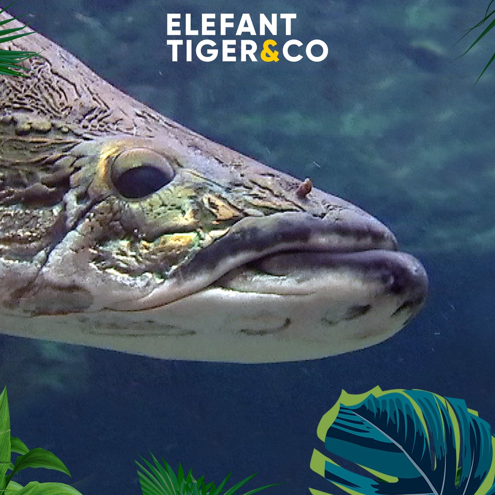 Arapaimas - Schwimmende Riesen