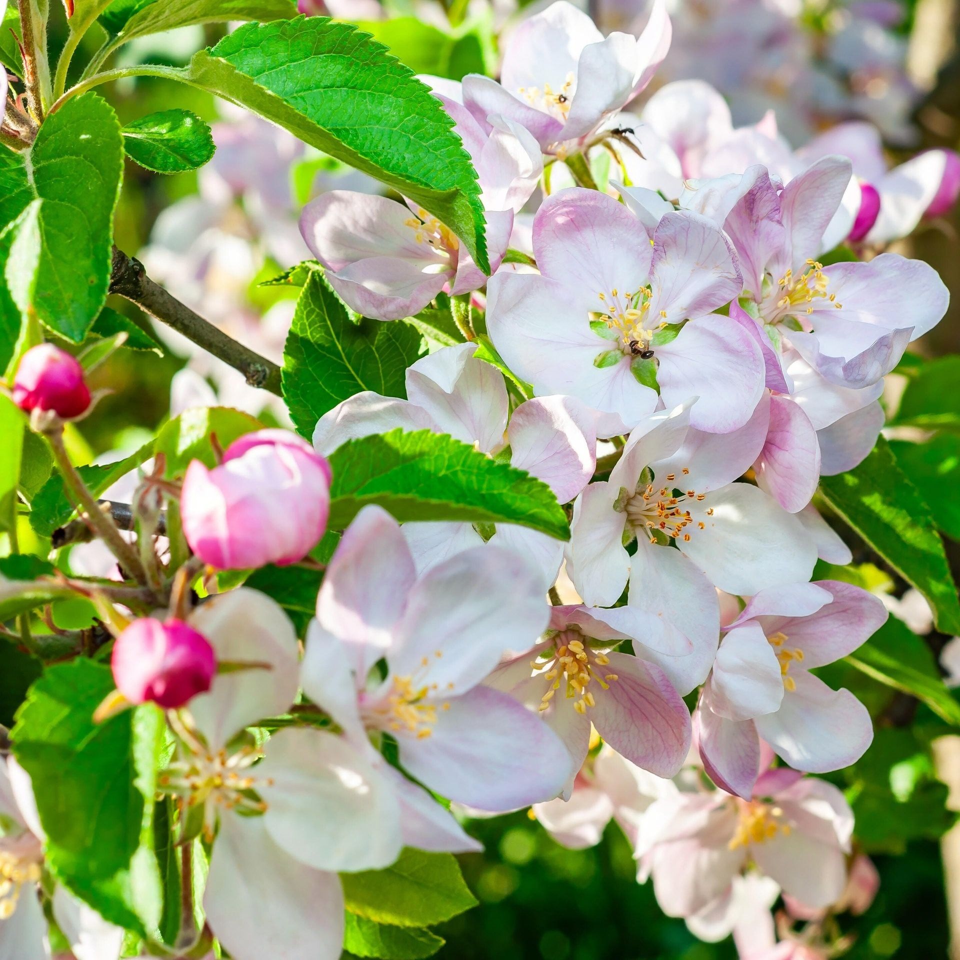 ARD-Apfelblüten Aktion 2026