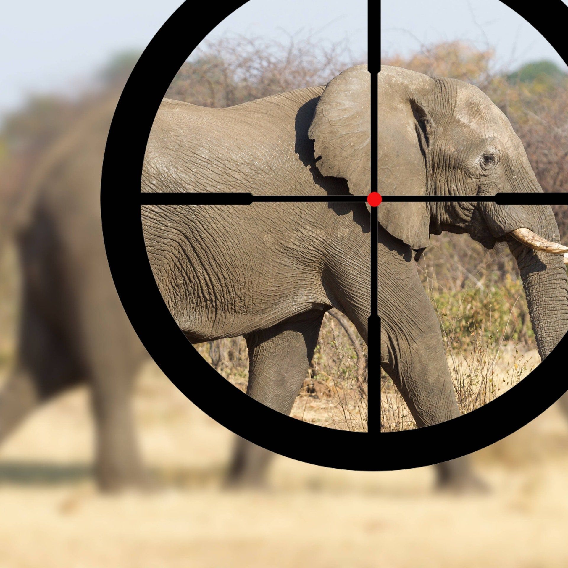 Artenschutz durch Abschuss? Südafrika will Trophäenjagd erlauben