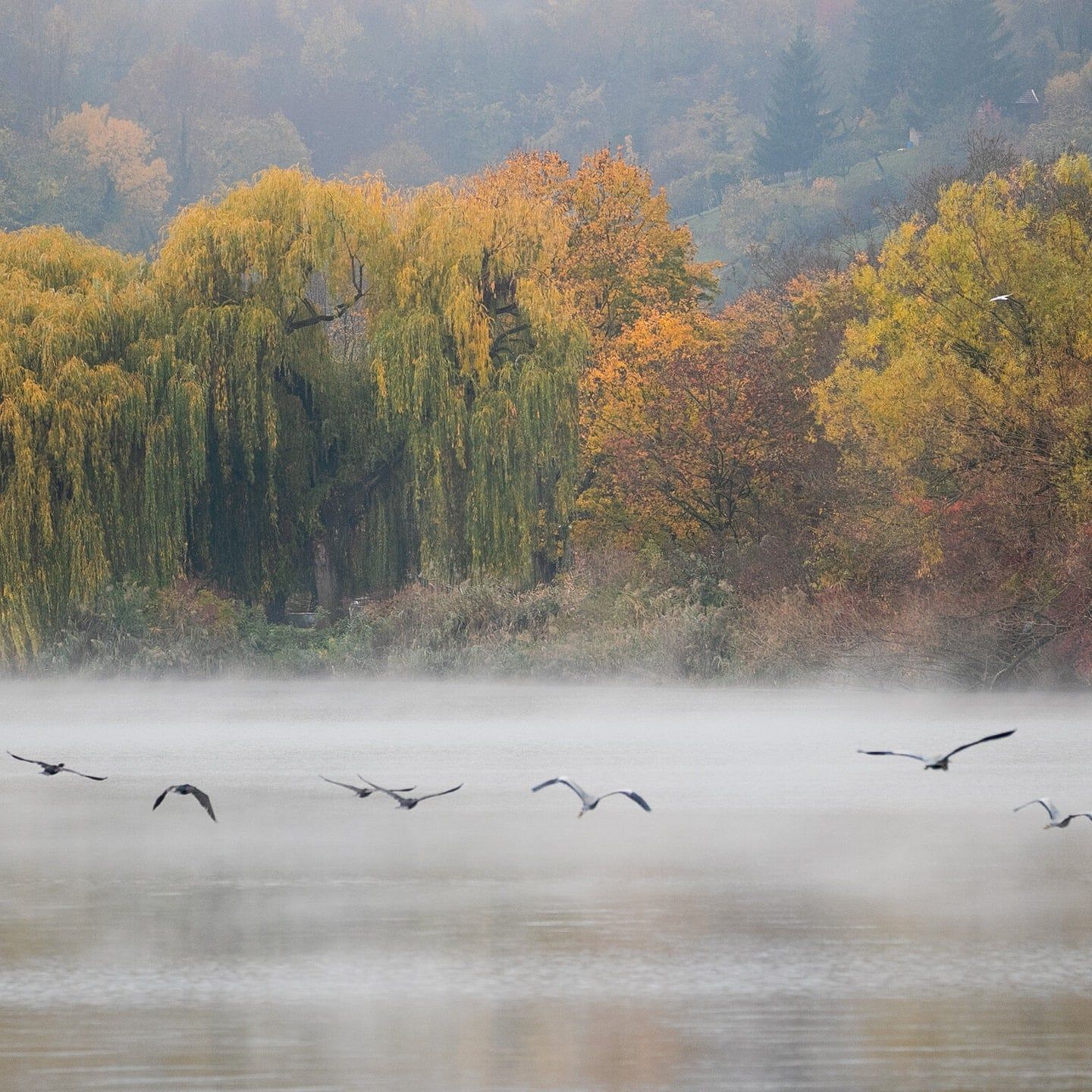 Artenschutz-Konferenz CMS in Brasilien: Wie kann man wandernde Tierarten besser schützen?