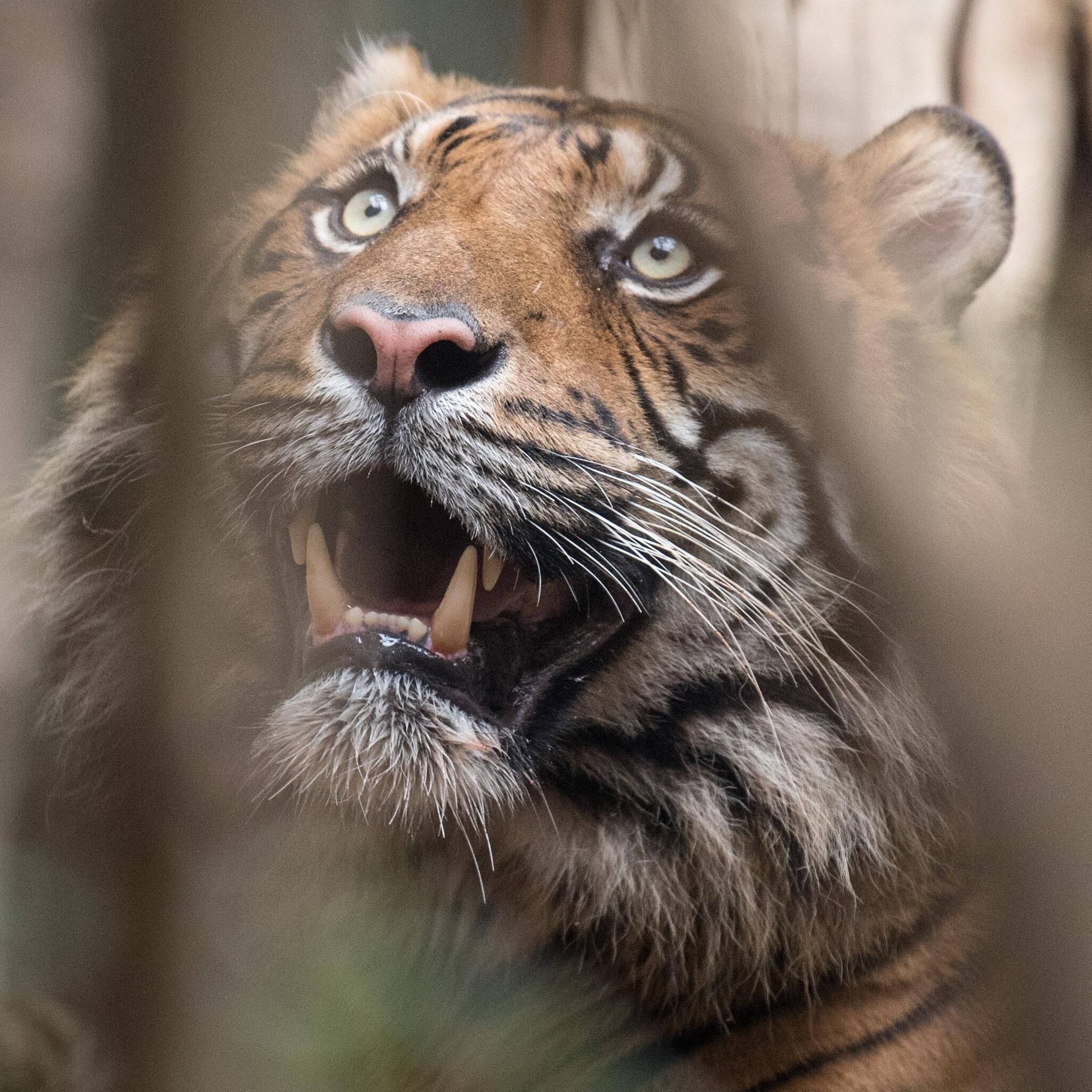 Artensterben - "Der Mensch ist eine gigantische Katastrophe"