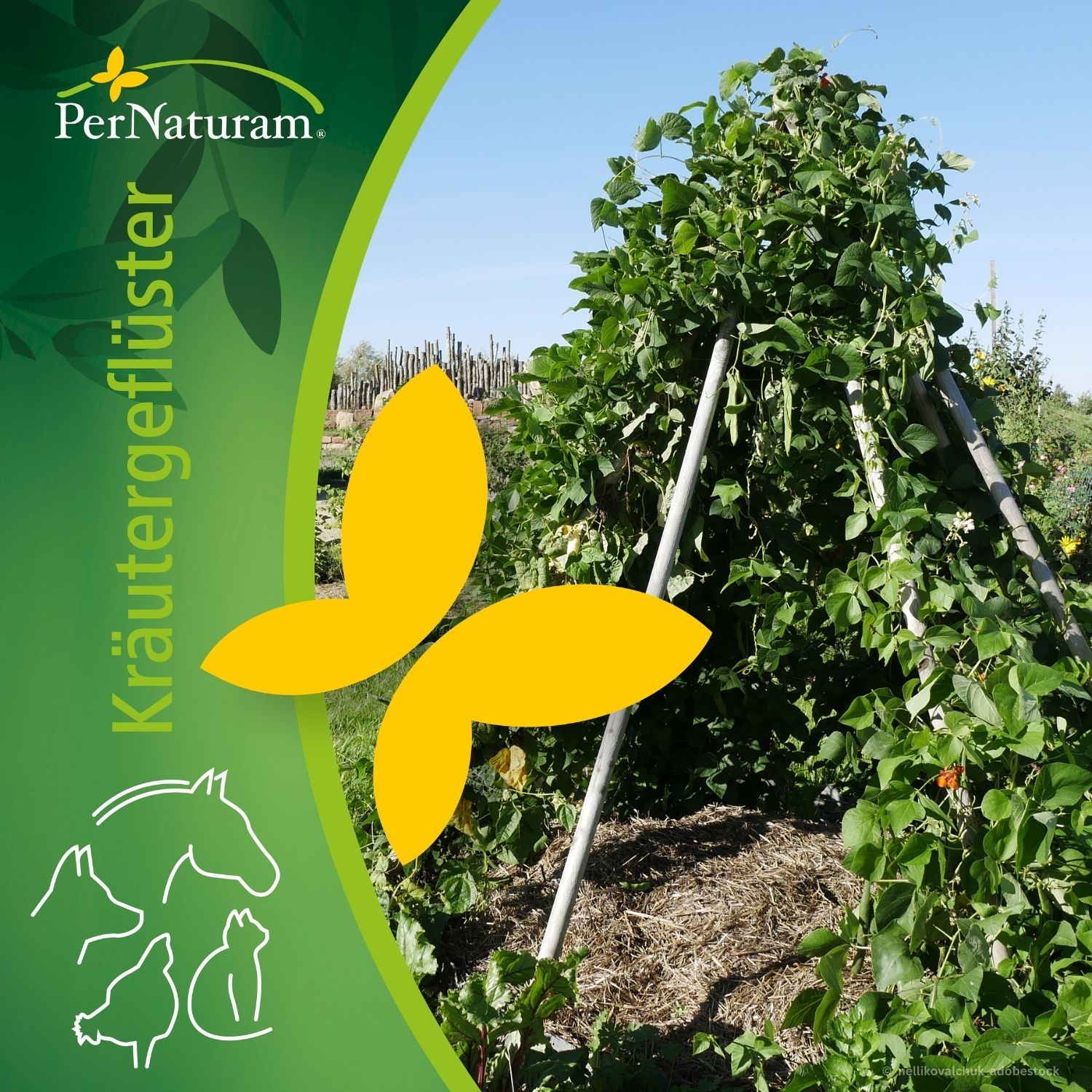 Artenvielfalt & Synergien in der Permakultur