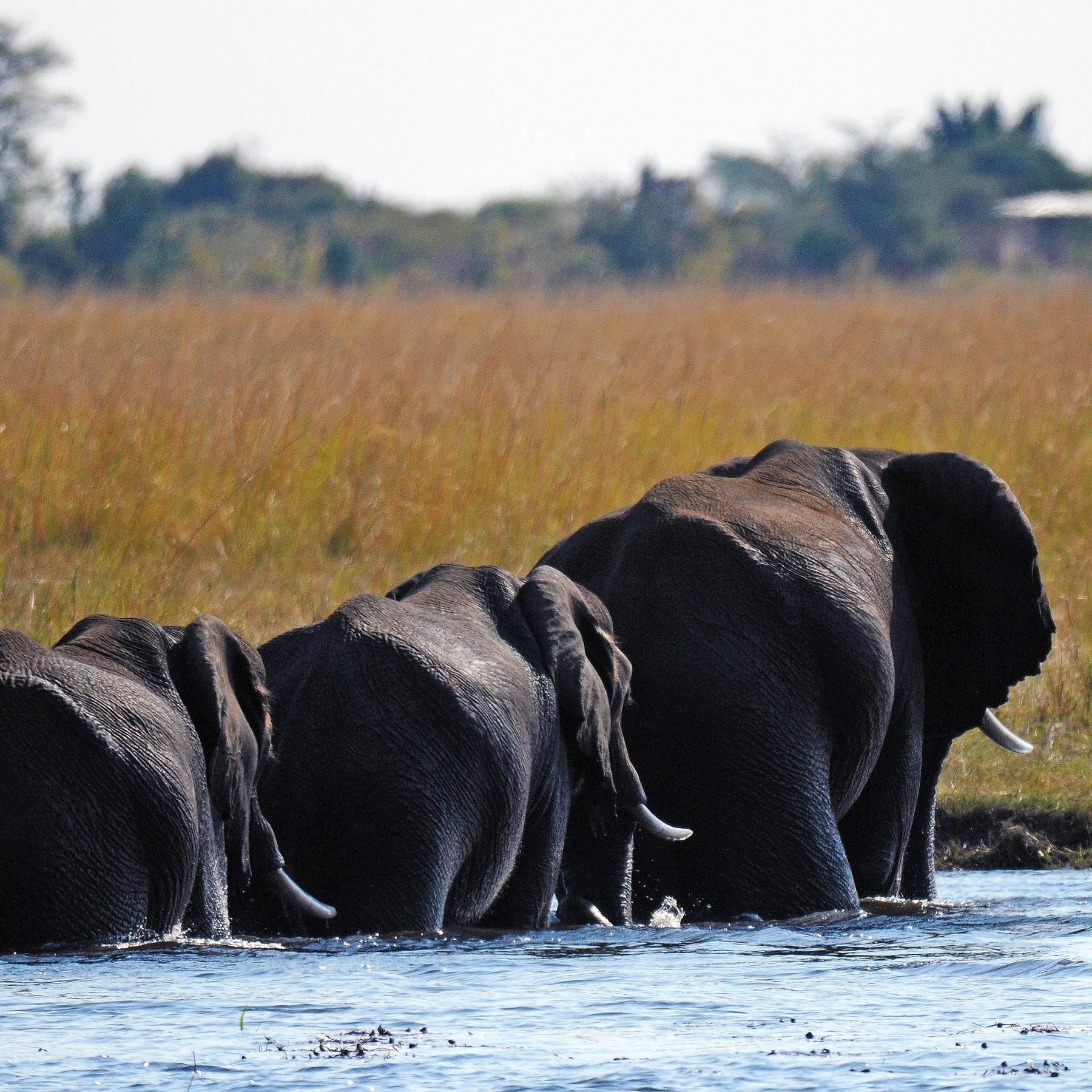 Artenwandel im Anthropozän - Der Einfluss des Menschen auf die Evolution