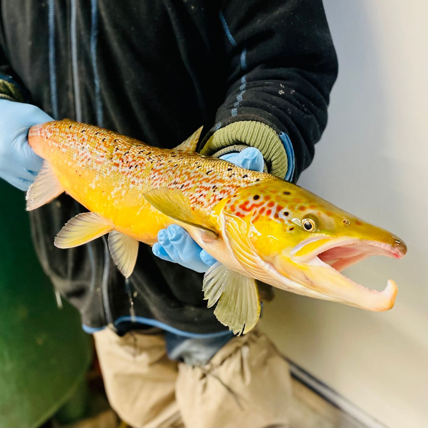 Auf der Suche nach dem Brandenburger Lachs | #113