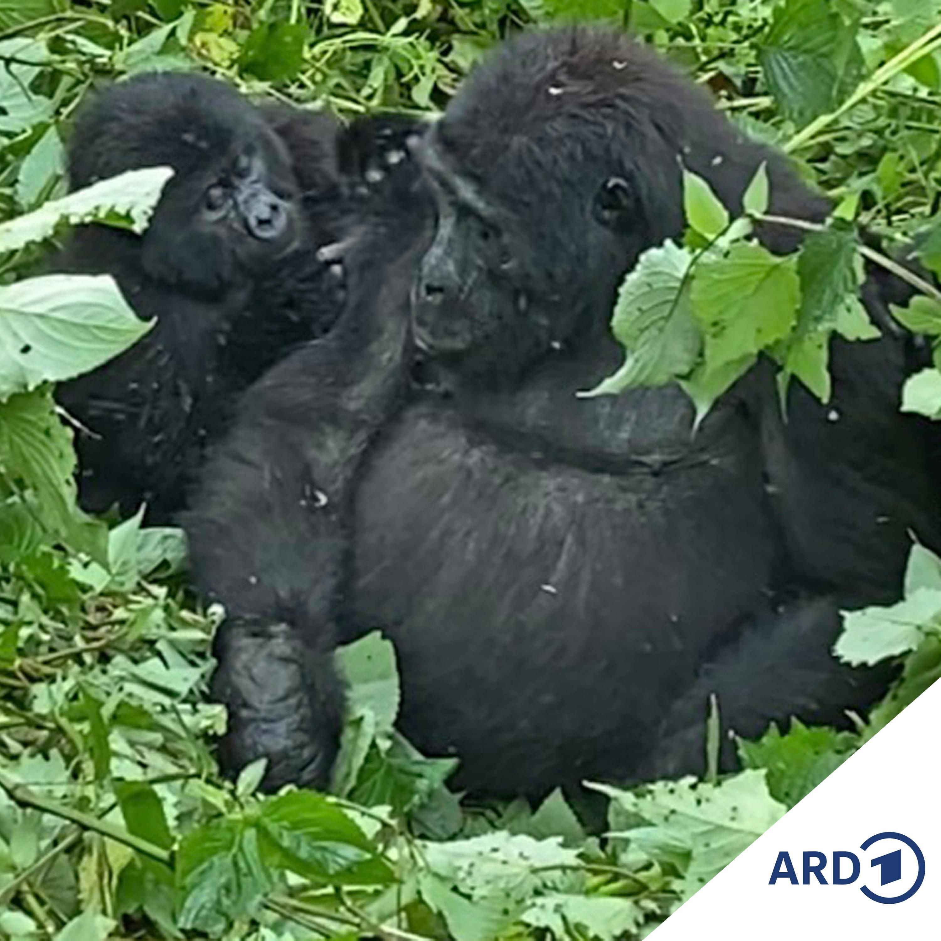 Auge in Auge mit Ugandas Berggorillas