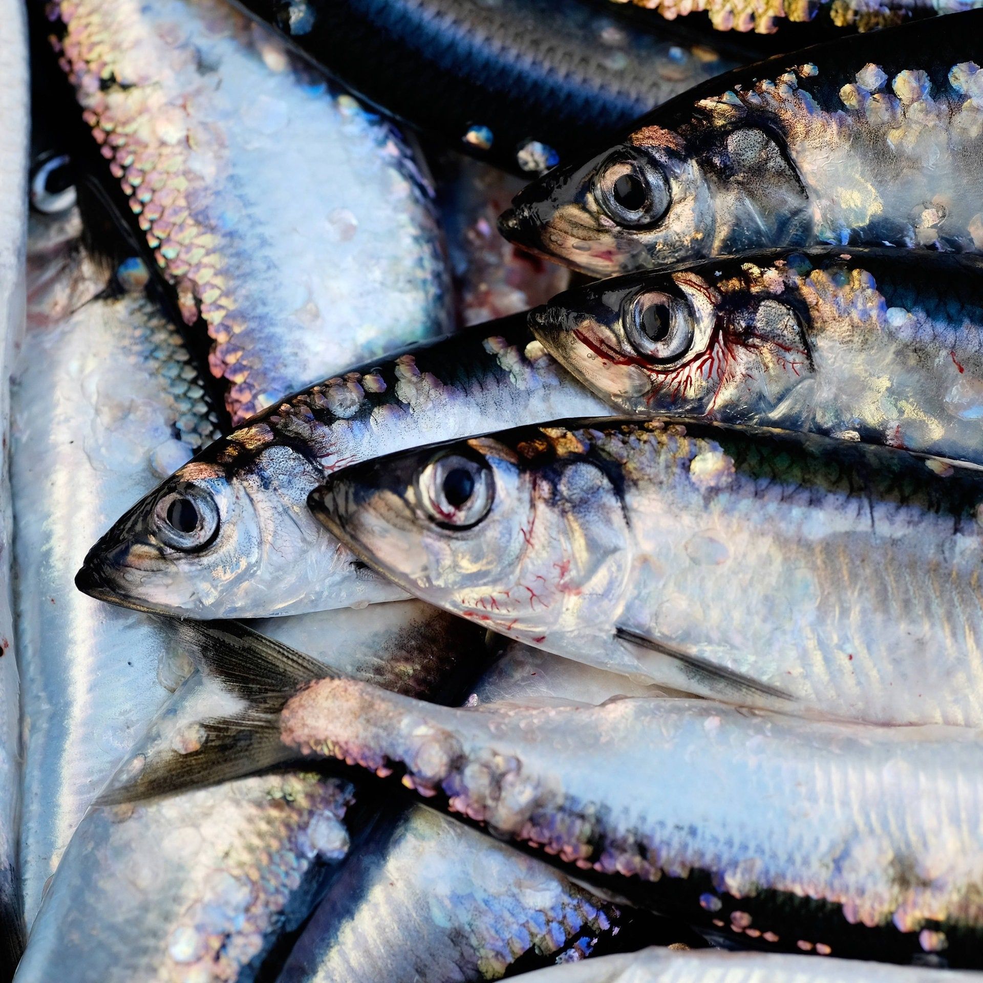 Ausnahmen erlaubt: Deutsche Ostsee-Fischer dürfen weiterhin Hering fangen