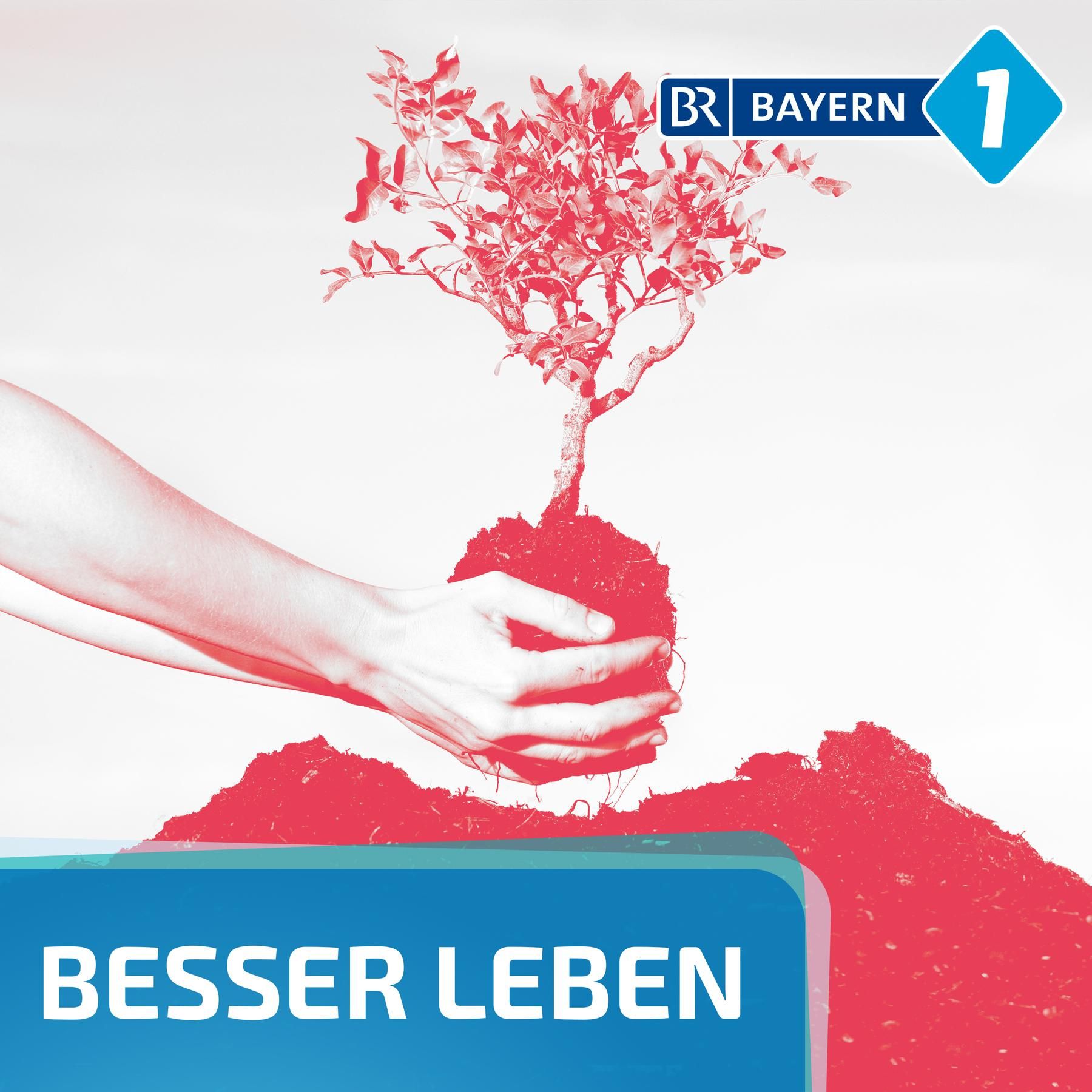 Bäume pflanzen für die Umwelt - wie sinnvoll ist das?