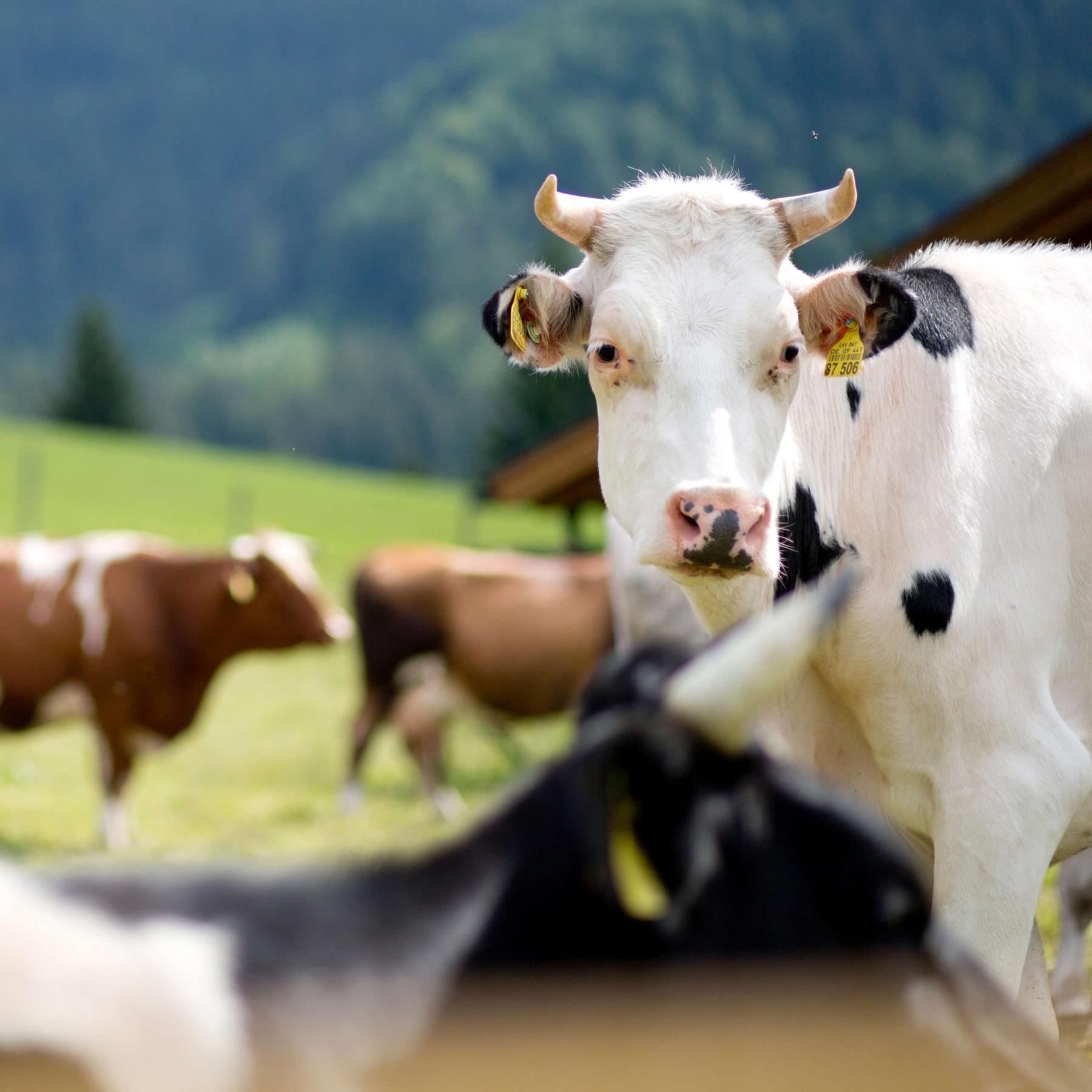 Bald weniger Biomilch? Weidepflicht lässt Biobauern verzweifeln