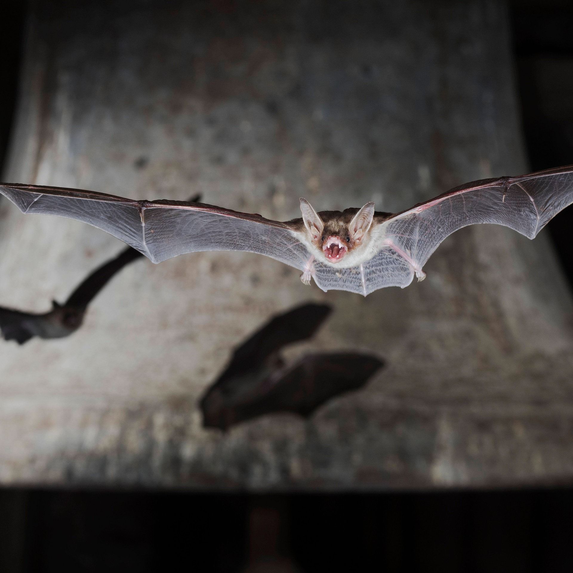 Batnight im Kirchturm: Fledermäuse sind uns näher als gedacht