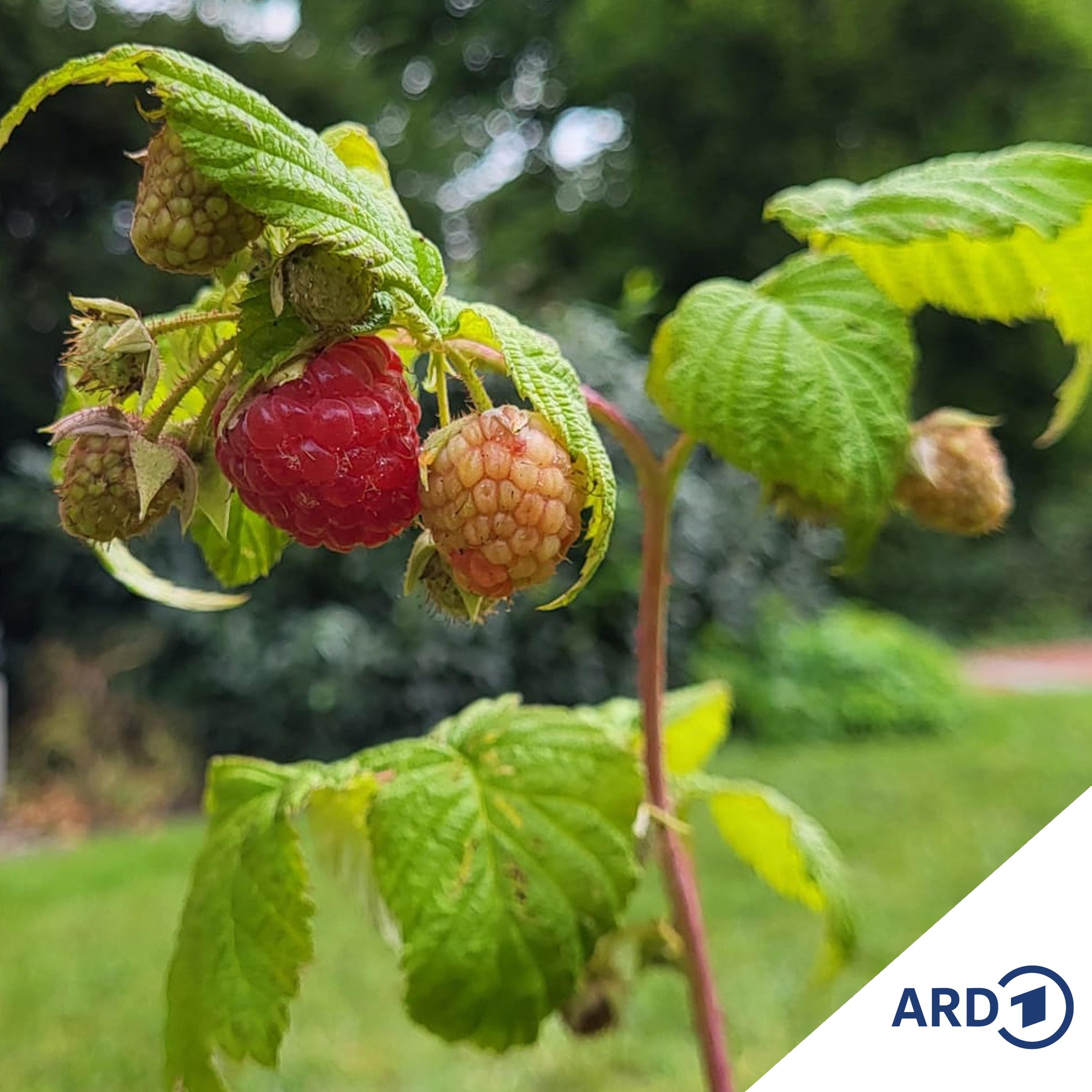 Beerensträucher: Frische Früchte aus dem Garten
