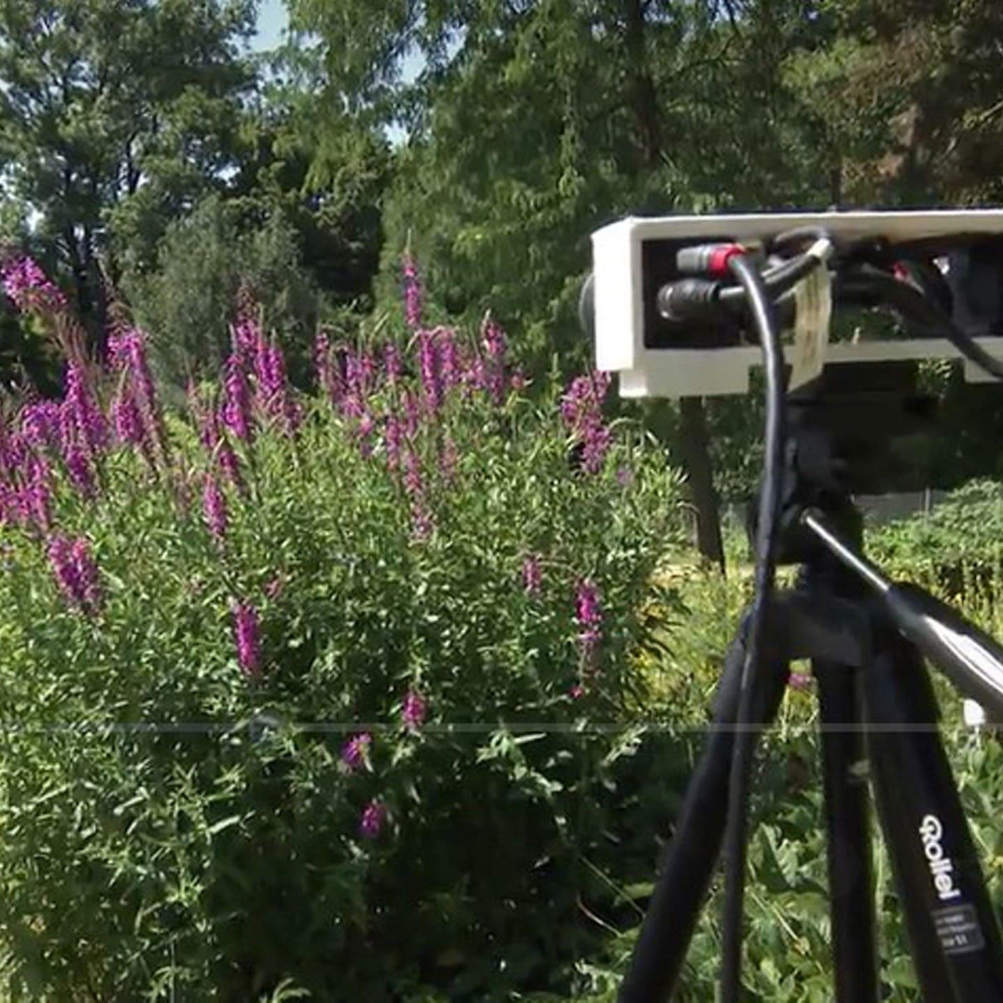 BeeVision - mit KI die Artenvielfalt schützen