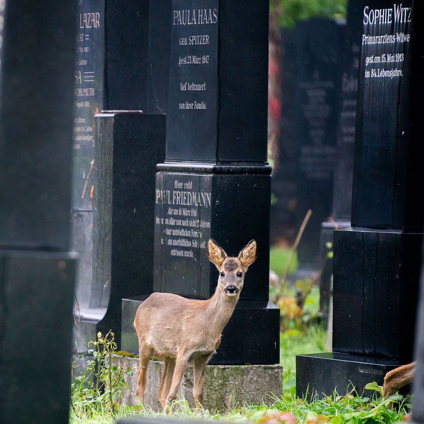 Bei uns liegen Sie richtig! Der Wiener Zentralfriedhof.