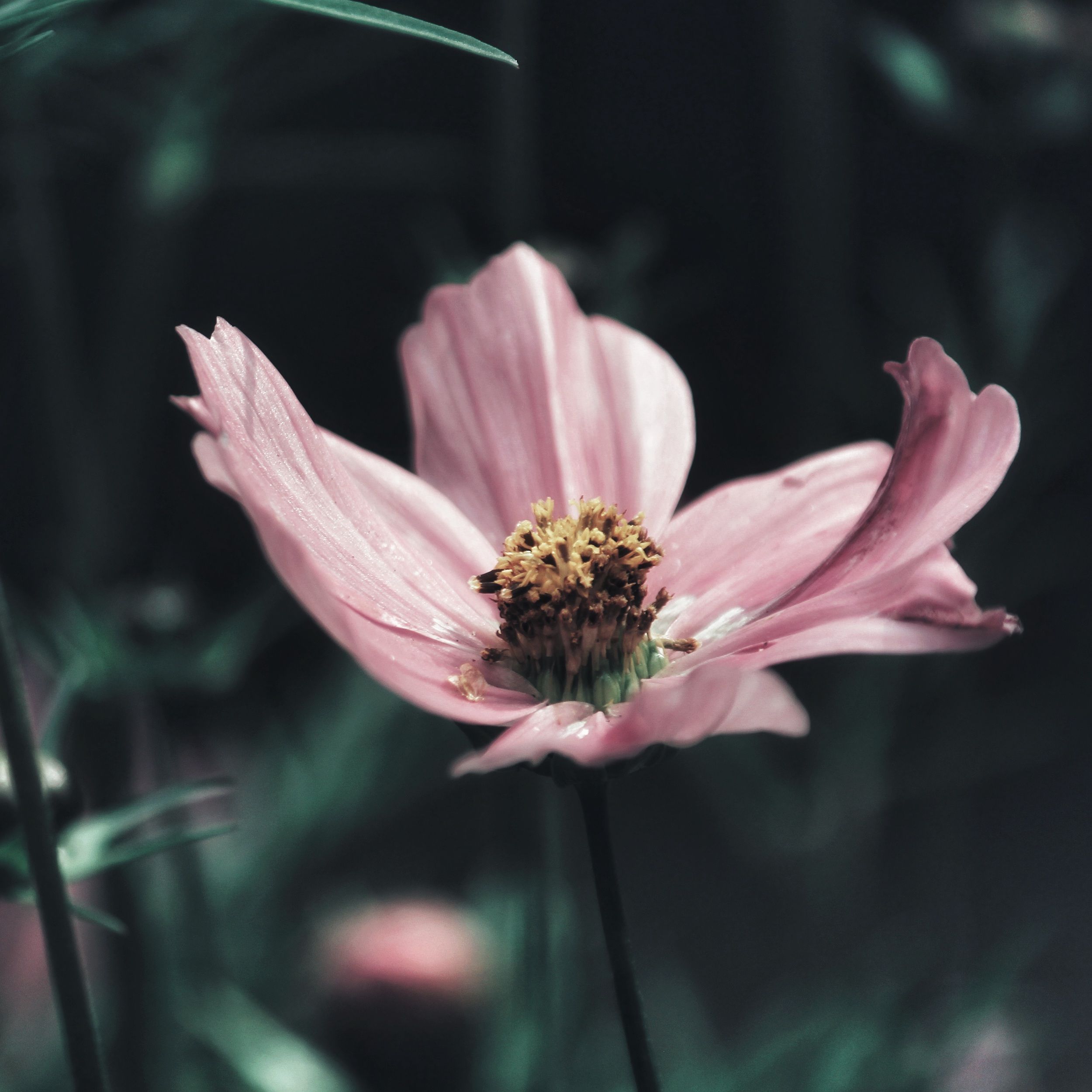 Being a Rolemodel – wie es ist, eine 6te Linie zu sein