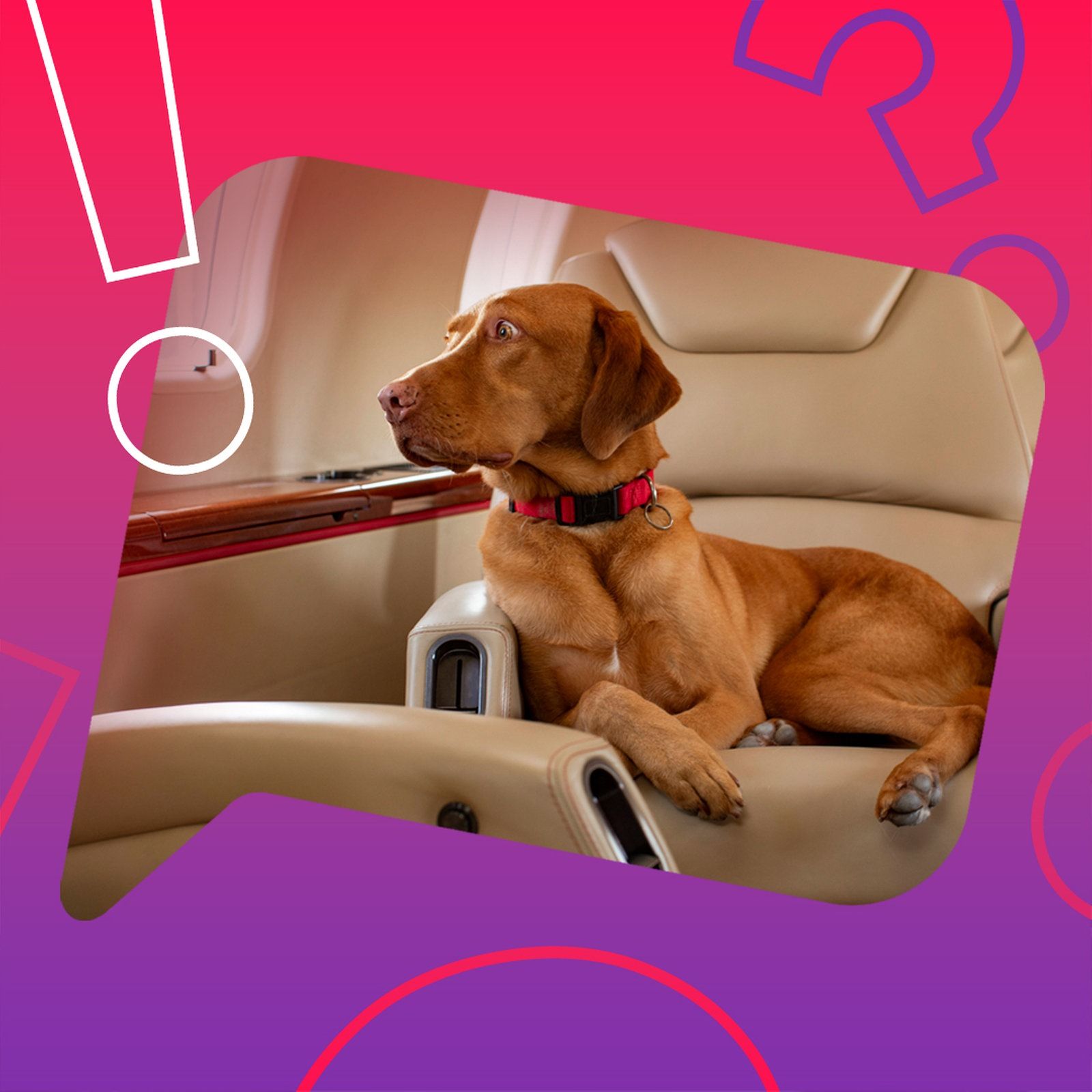 Bekommen Hunde im Flugzeug einen eigenen Sitzplatz?