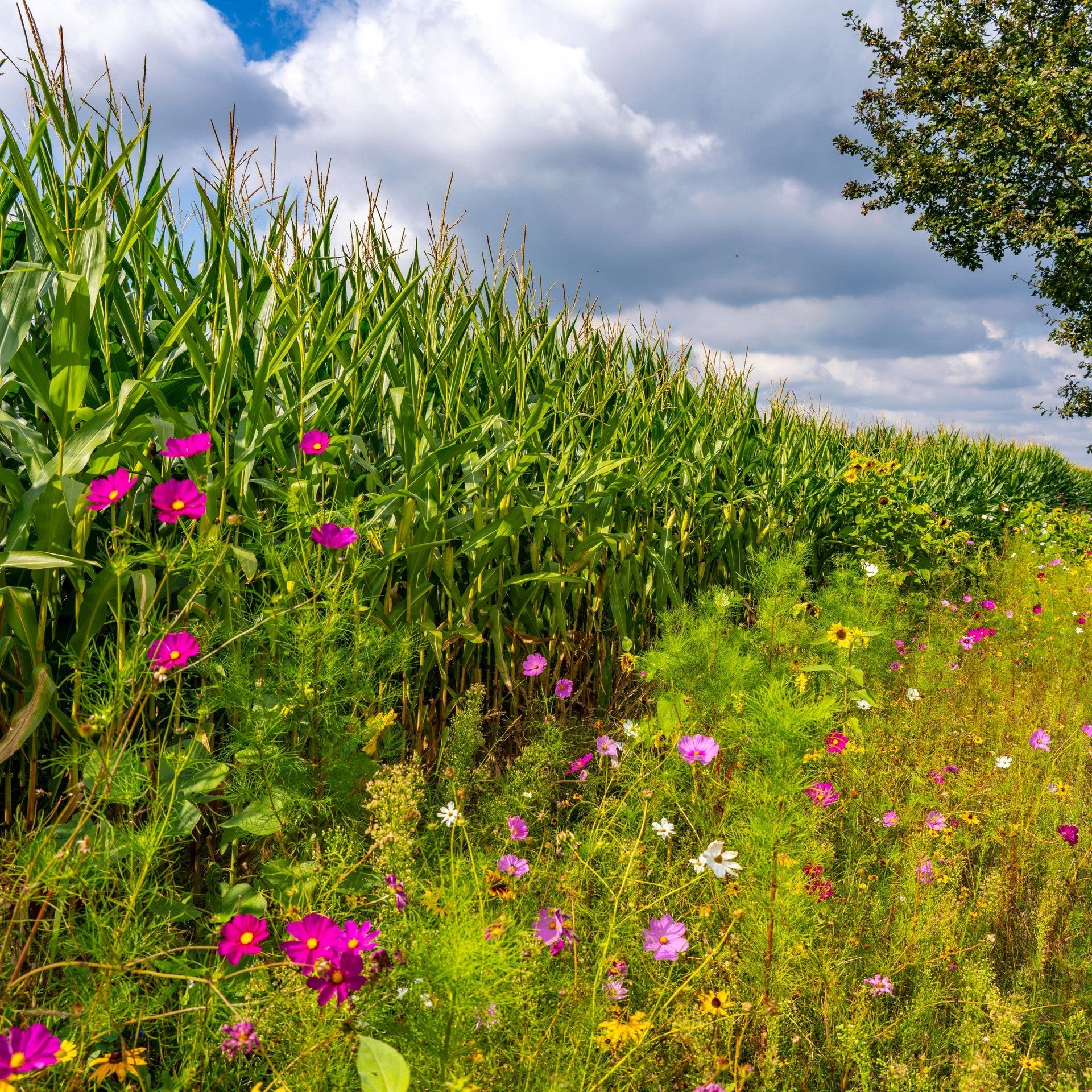 Bericht des Landwirtschaftsministeriums Baden-Württemberg: Weniger Pflanzenschutzmittel im Einsatz