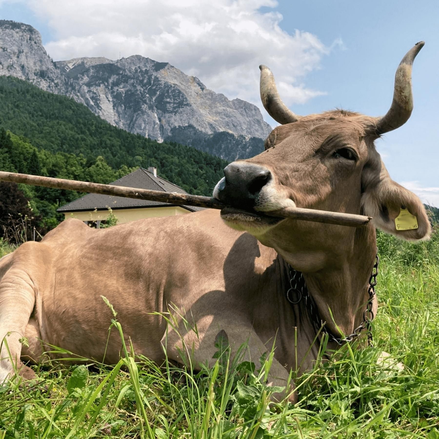 Besen als Werkzeug: die kluge Kuh Veronika