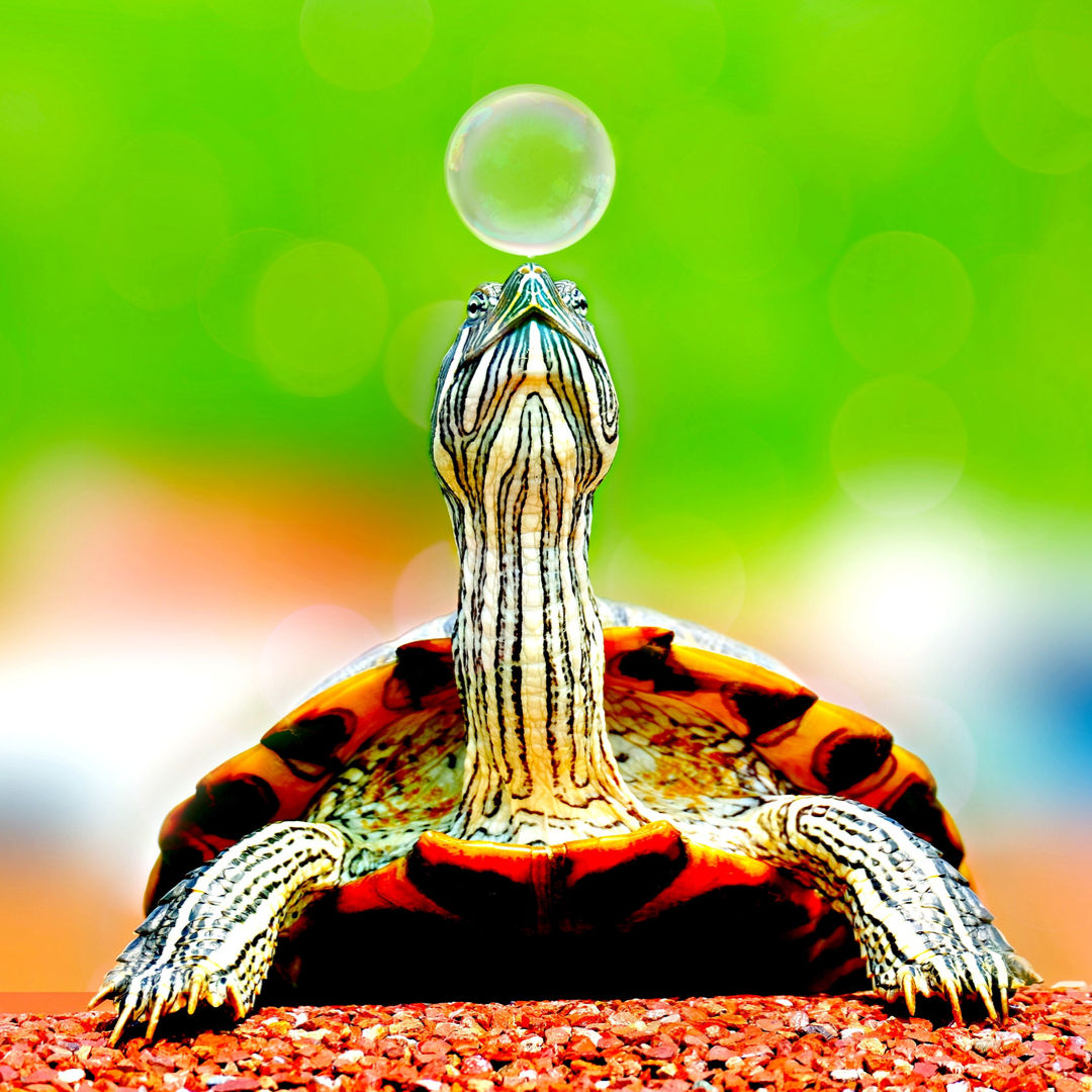 Besser schlafen mit der heilsamen Schildkröte