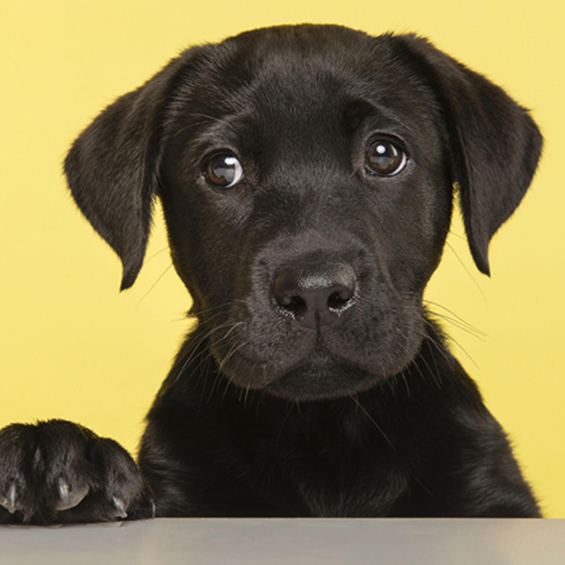 Beste Freunde? Oder warum Donald Trump keinen Hund hat