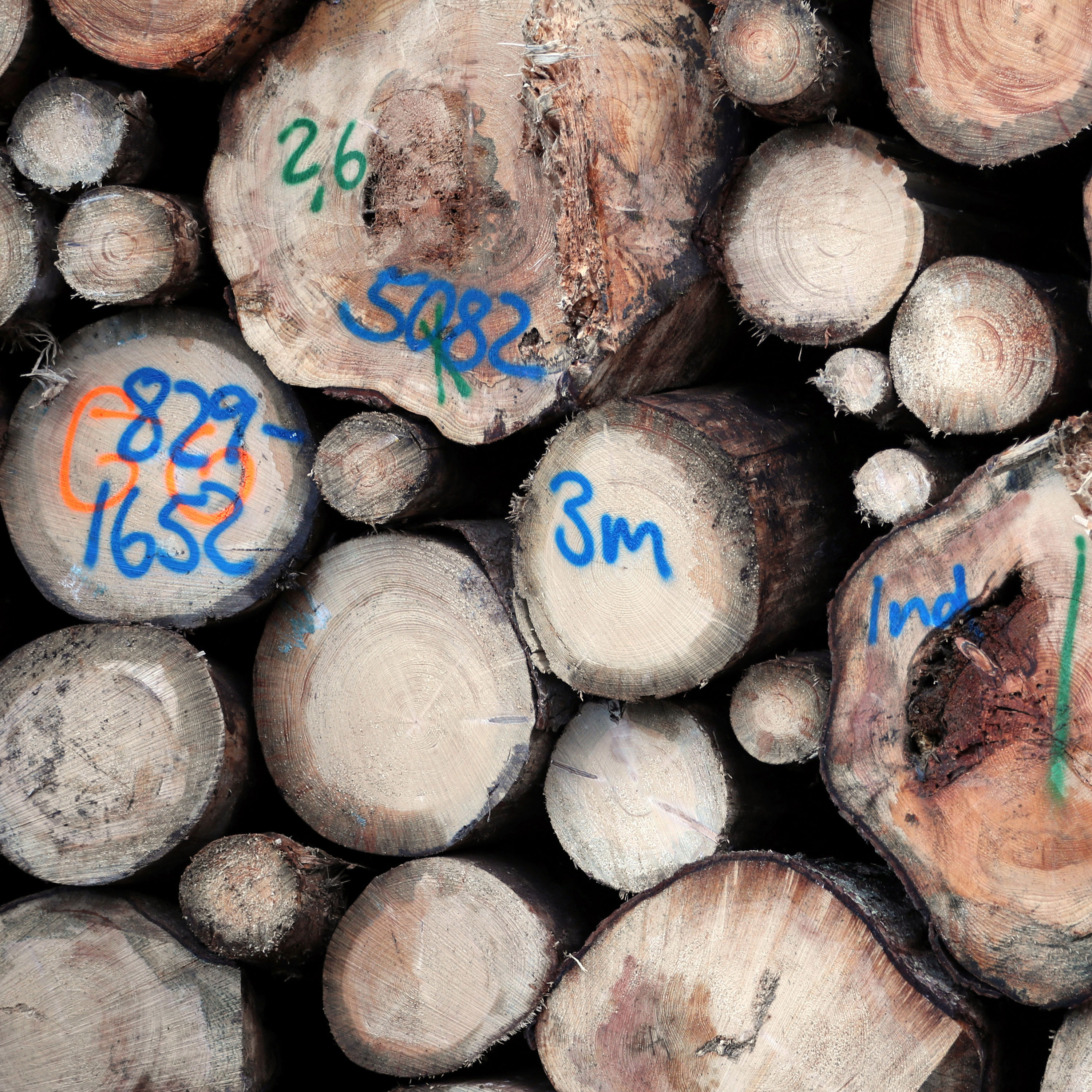 Betrug mit CO2-Zertifikaten? Warum so viele Waldprojekte Schwindel sind