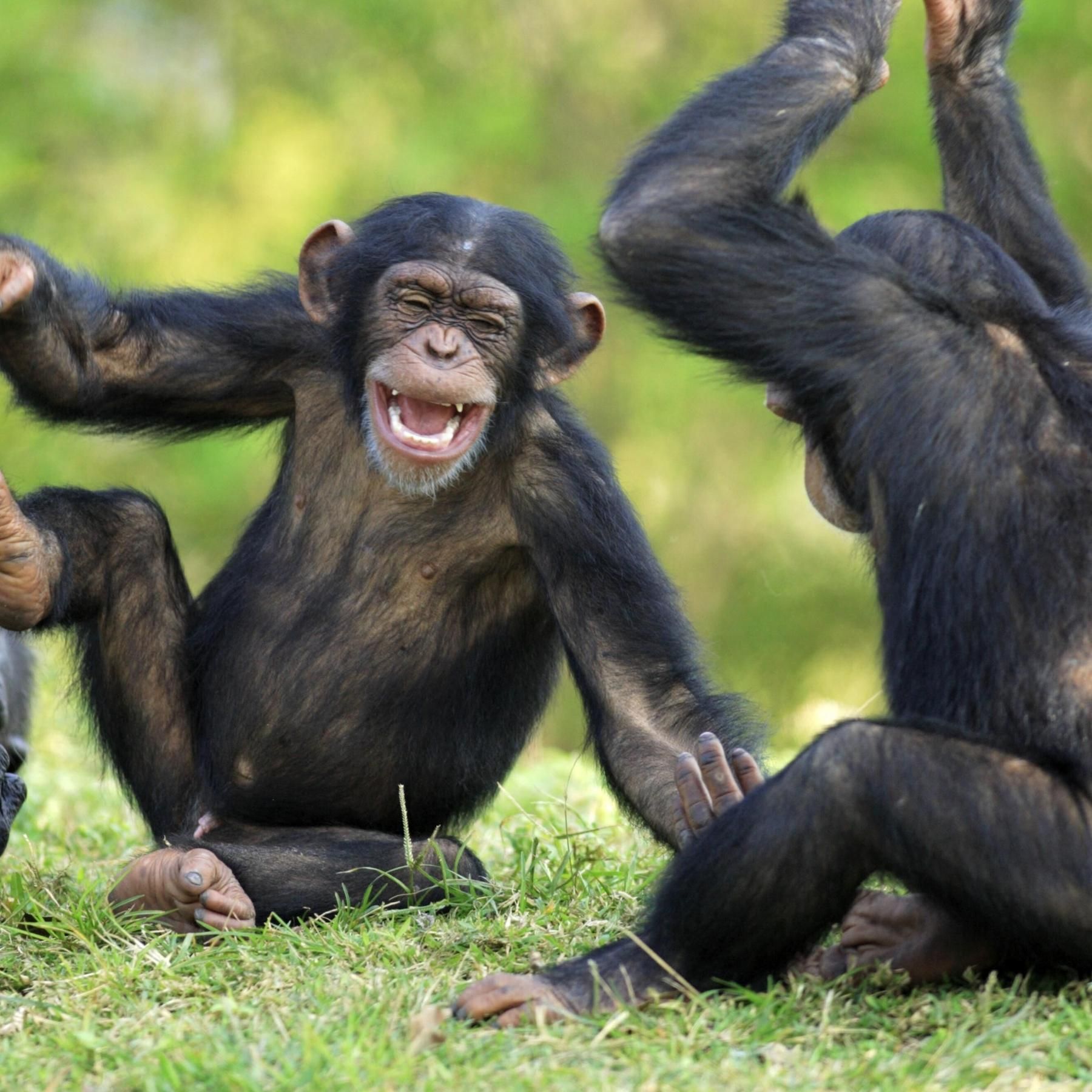 Steckt der Hang zum Alkohol in unseren Genen? - Betrunkene-Affen-Hypothese