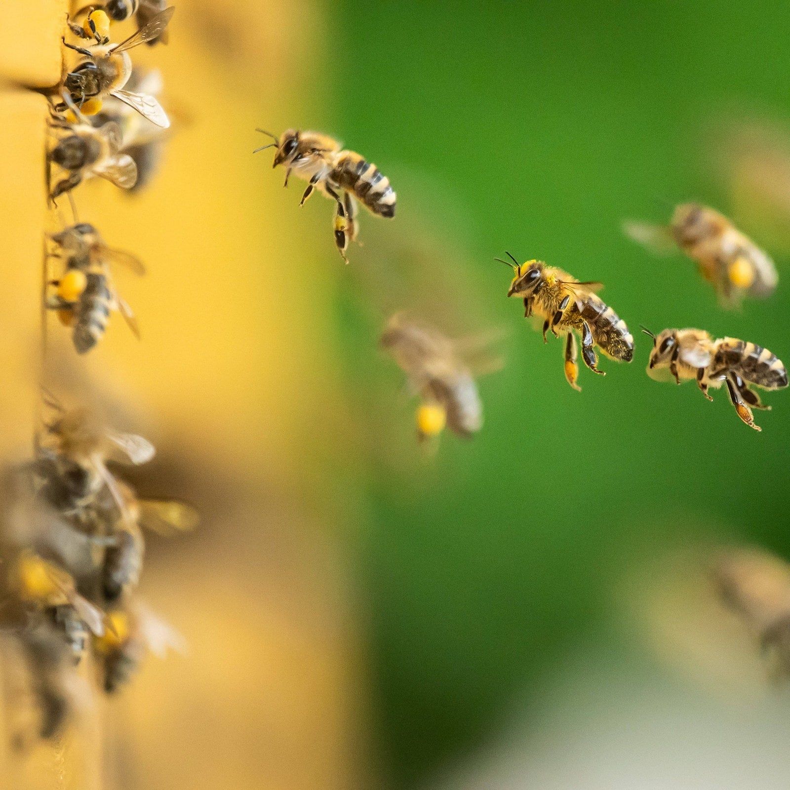 Bienenzüchtung auf dem Balkon: Brauche ich die Zustimmung der Nachbarn?