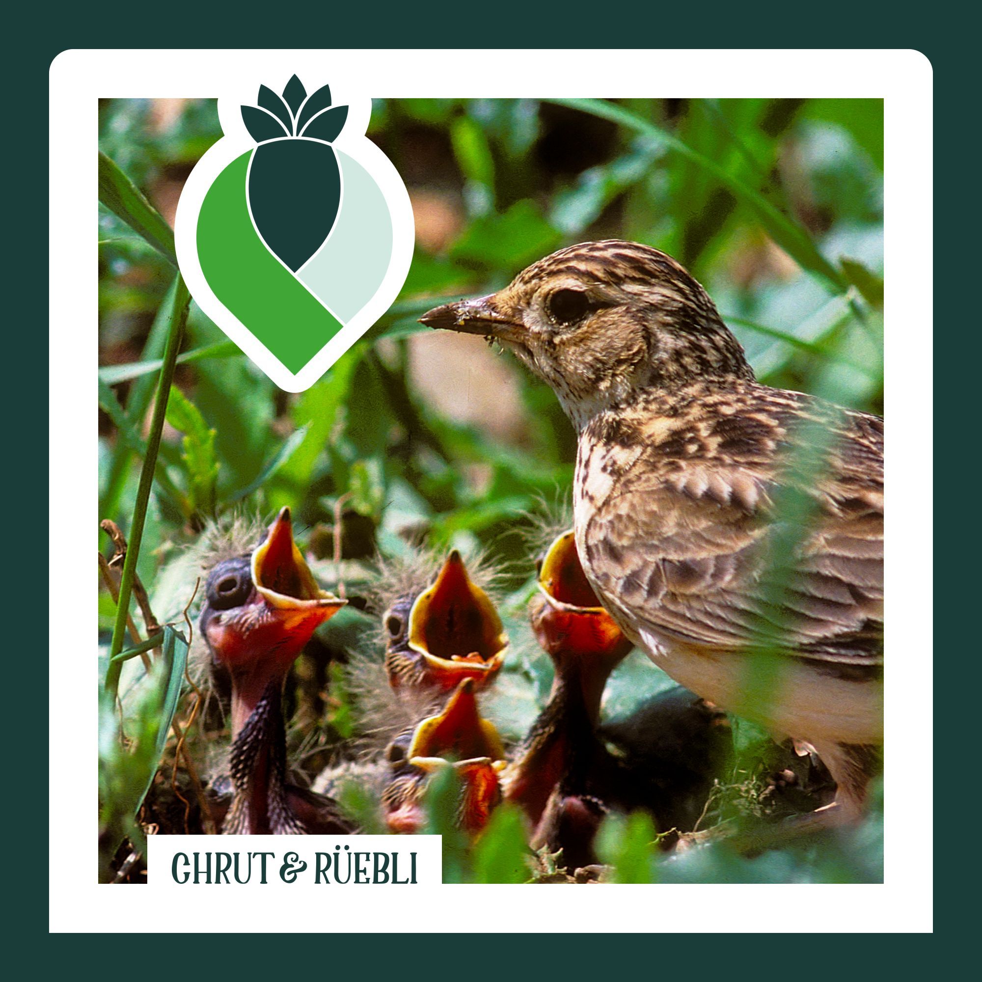 Biodiversität - was ist das eigentlich?