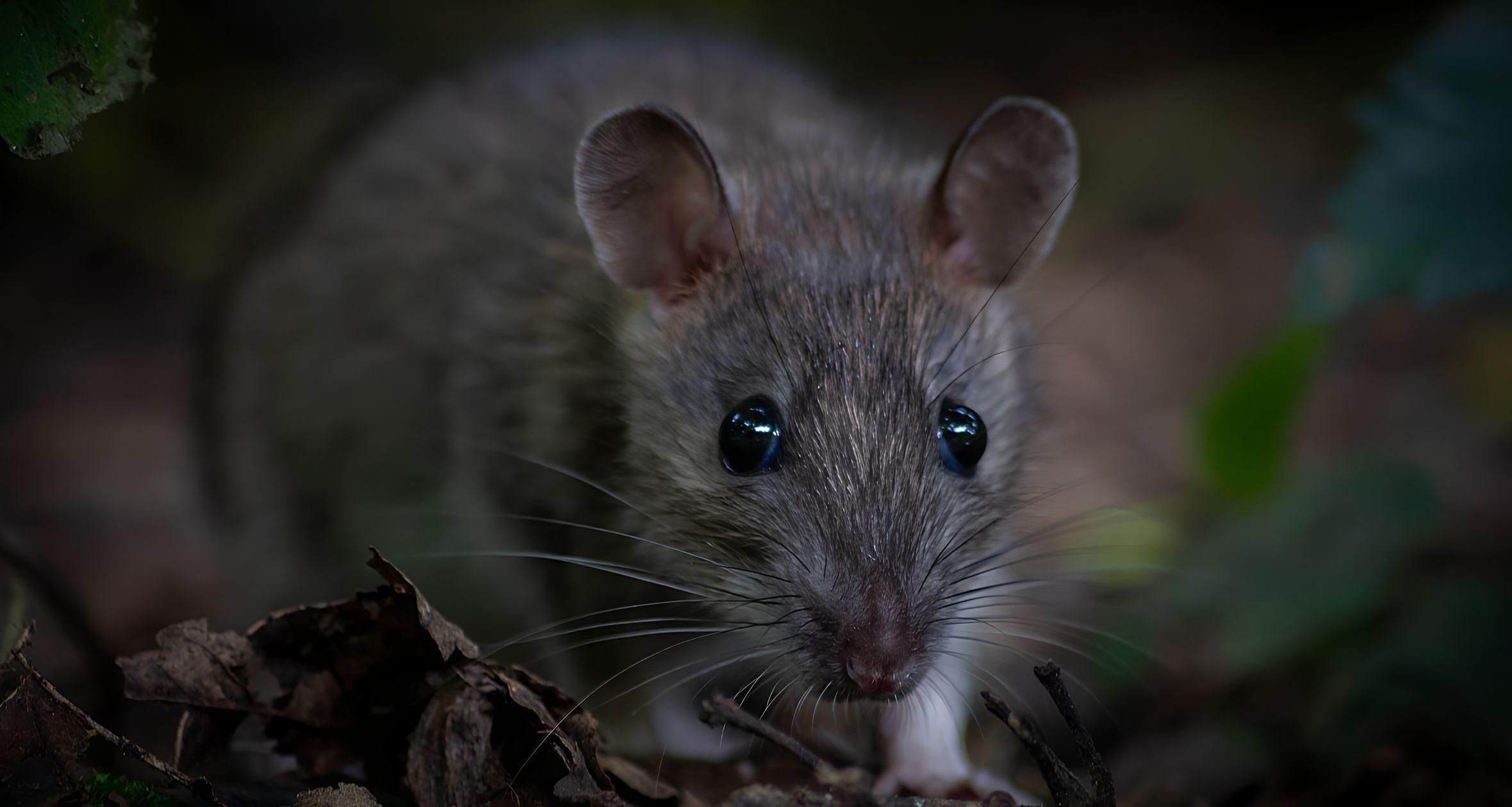 Black Death Exposed: Facts, Myths, and Devastating Impacts of the Medieval Plague