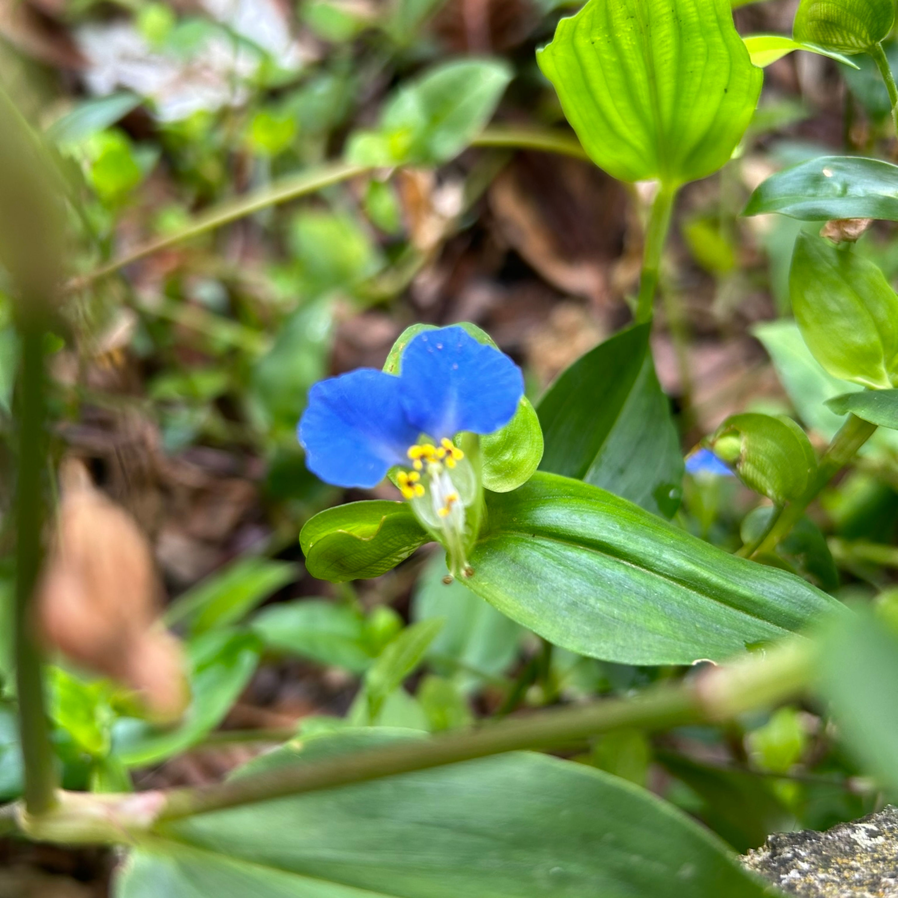 Blau, blau blüht nicht der Enzian, sondern die Commeline
