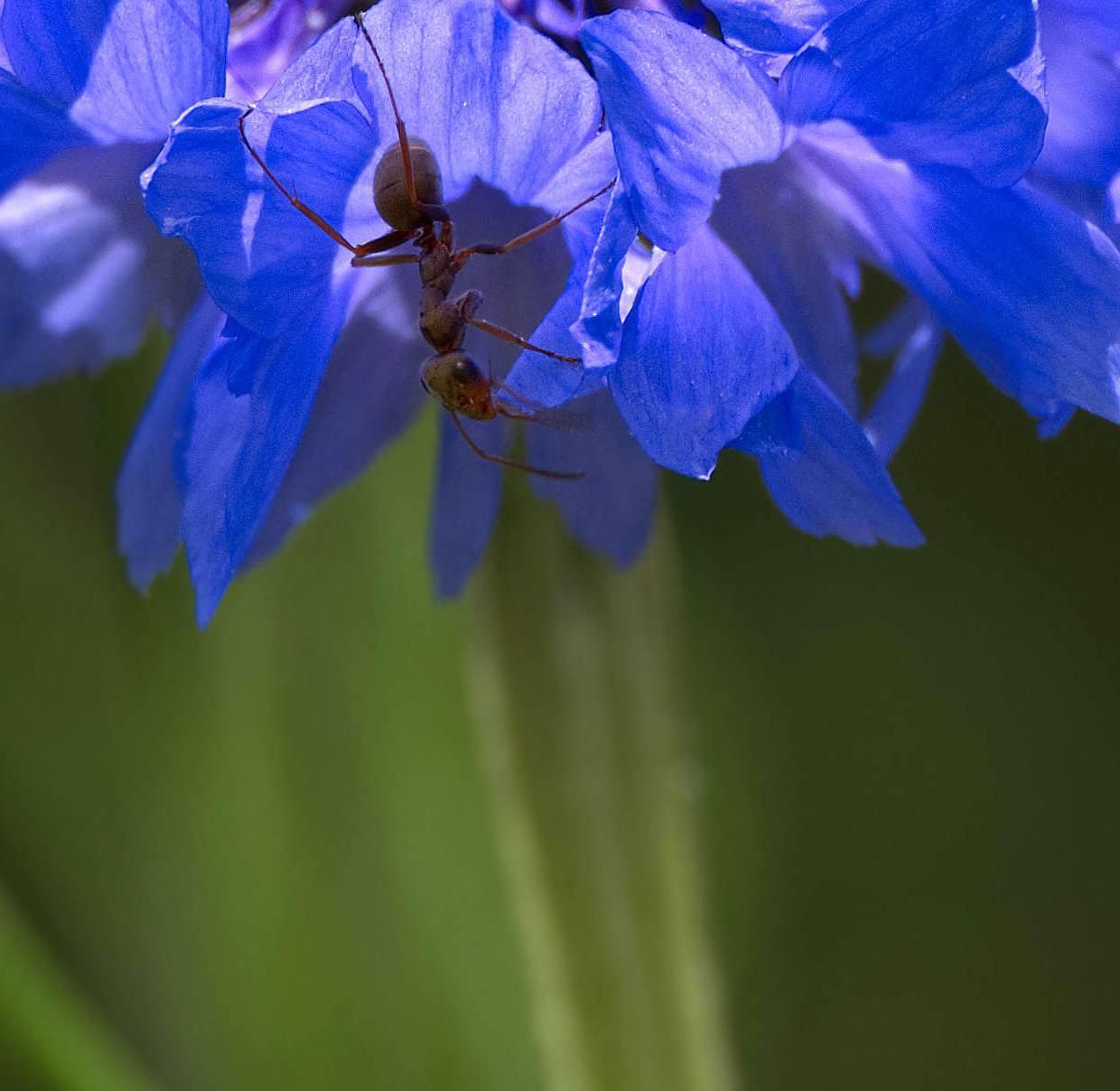 Blaue Blume und romantische Ironie