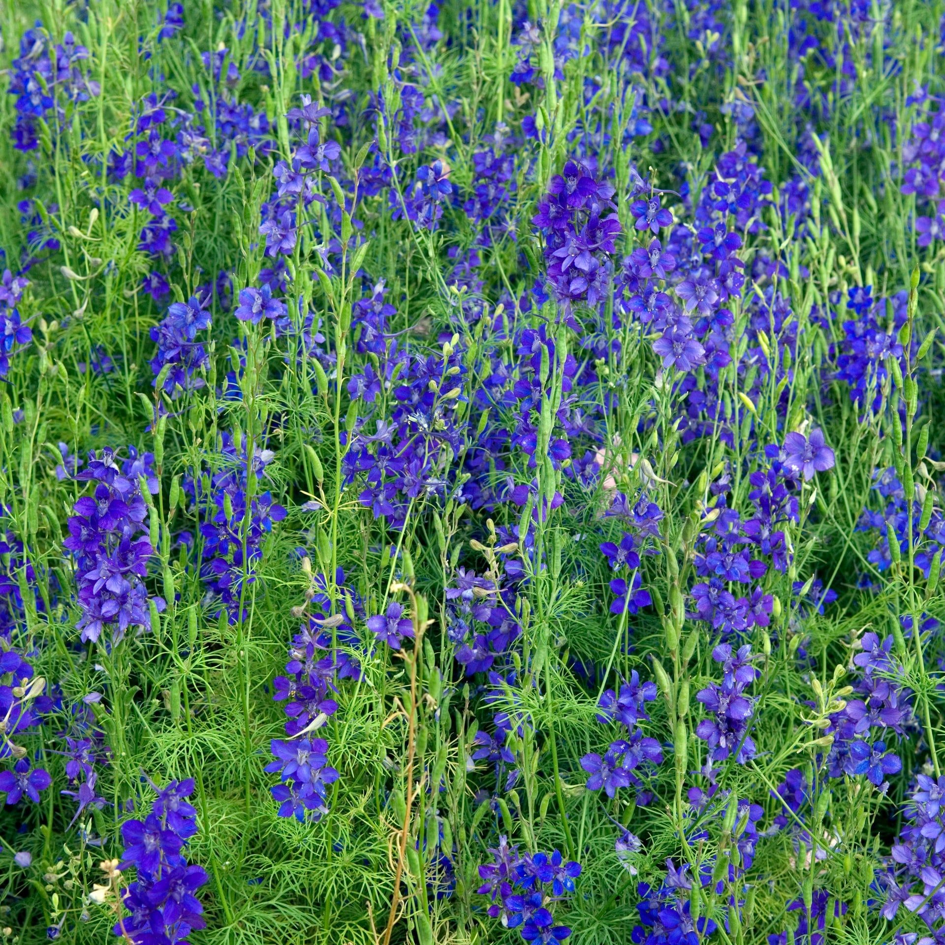 Blume des Jahres 2026: Der Feldrittersporn