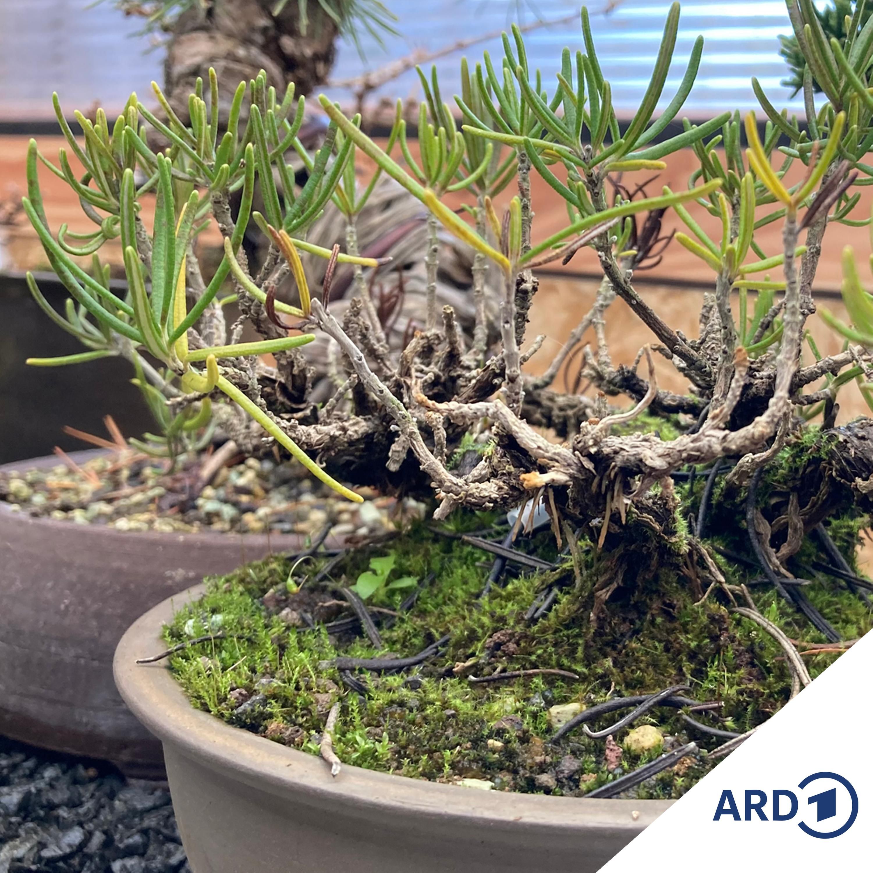 Bonsai: Bäume im Miniformat