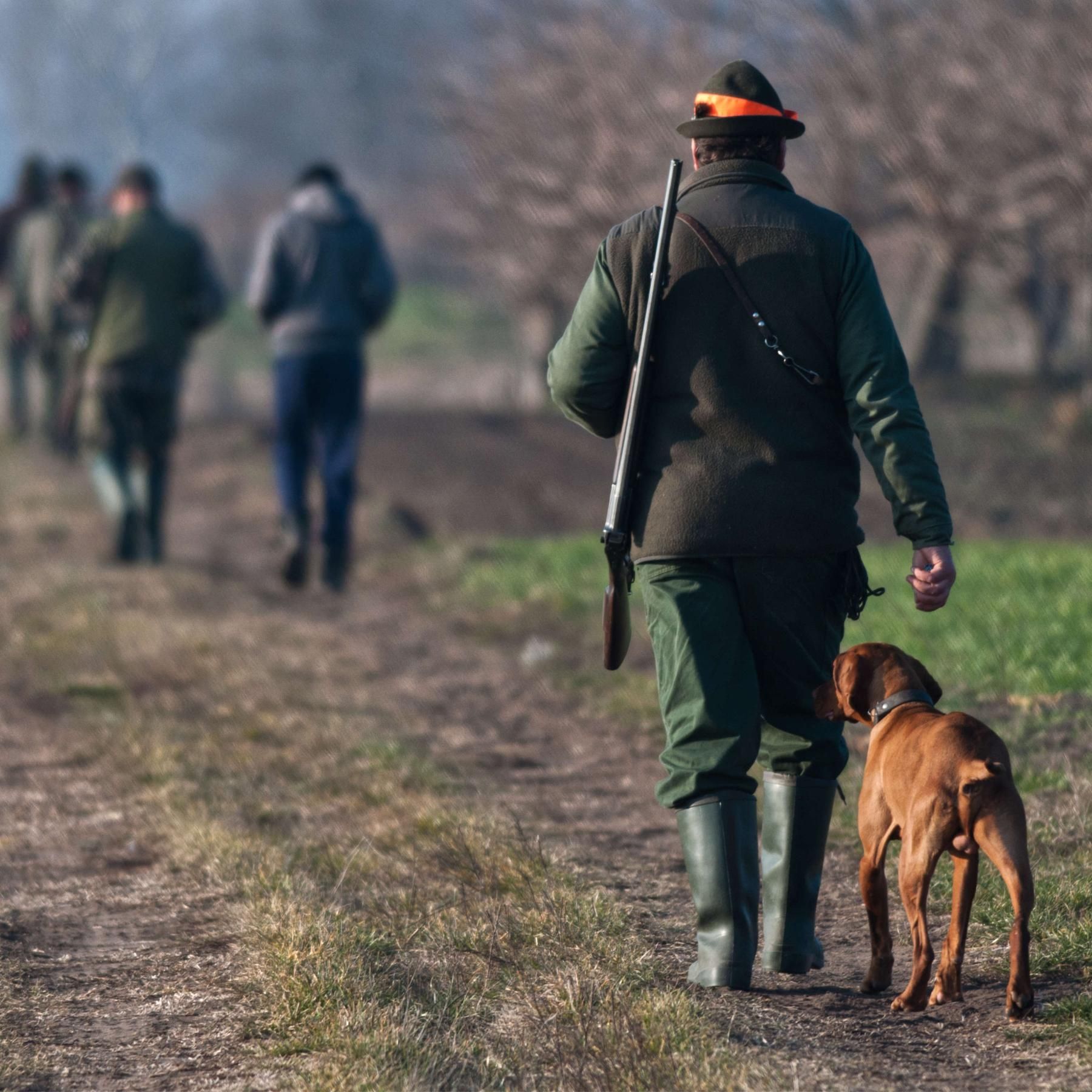 Brauchen wir die Jagd oder regelt das die Natur?