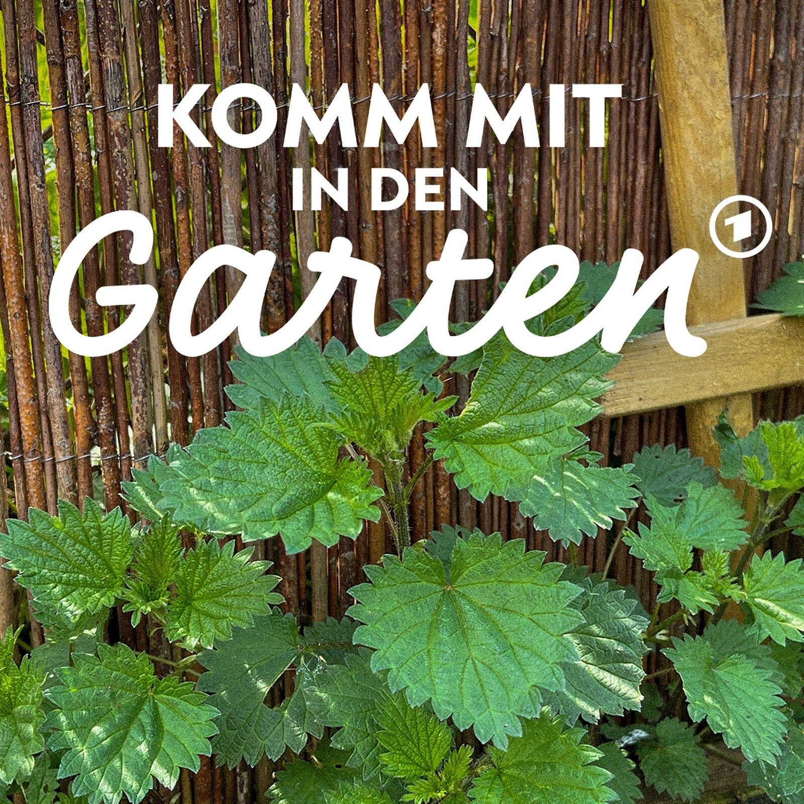 Brennnessel: Darum sollte sie in jedem Garten wachsen
