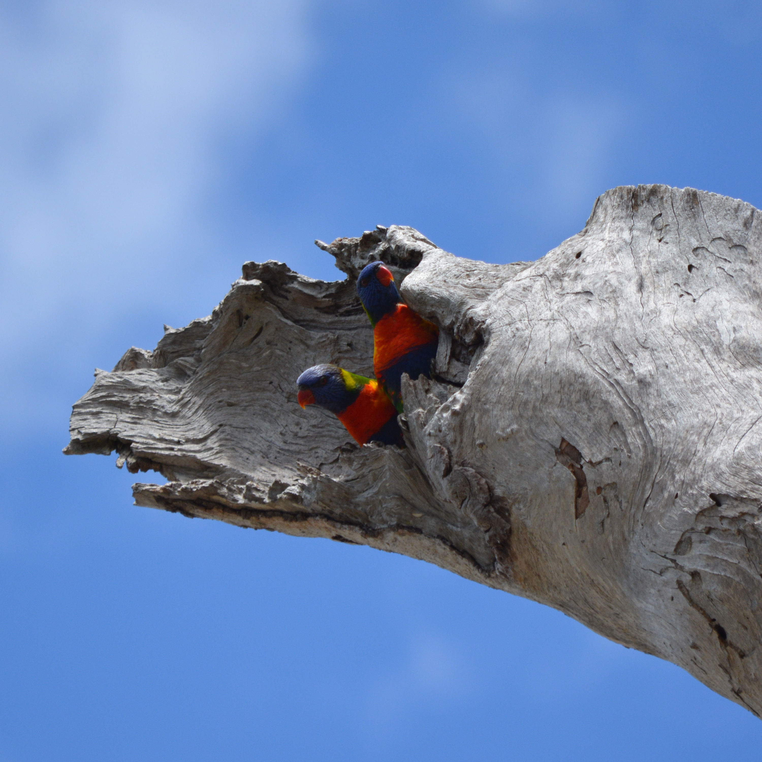 Bribie Island - Ein letzter Tag im Paradies