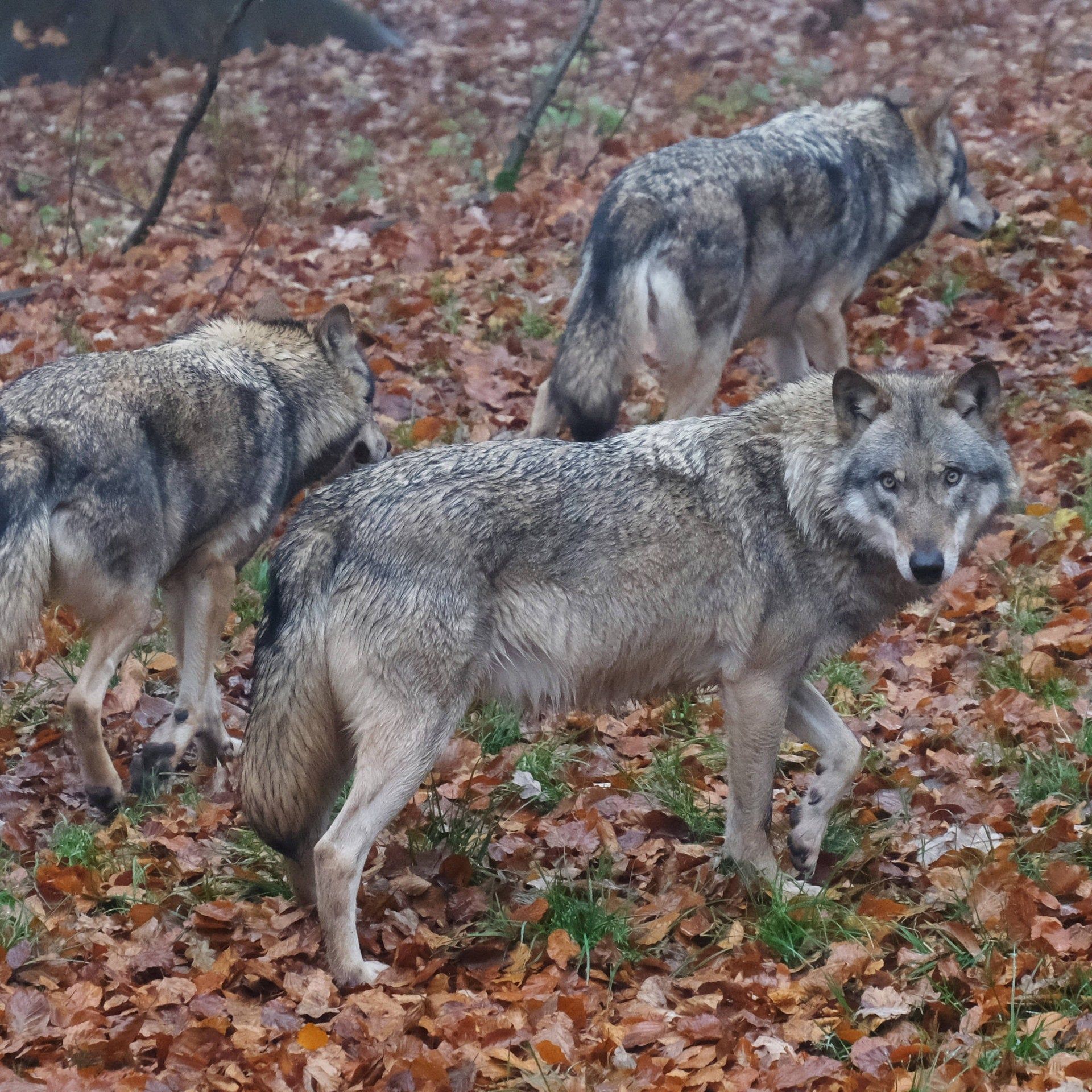 Bundeskabinett erleichtert Abschuss des Wolfs: Symbolpolitik oder Artenschutz?