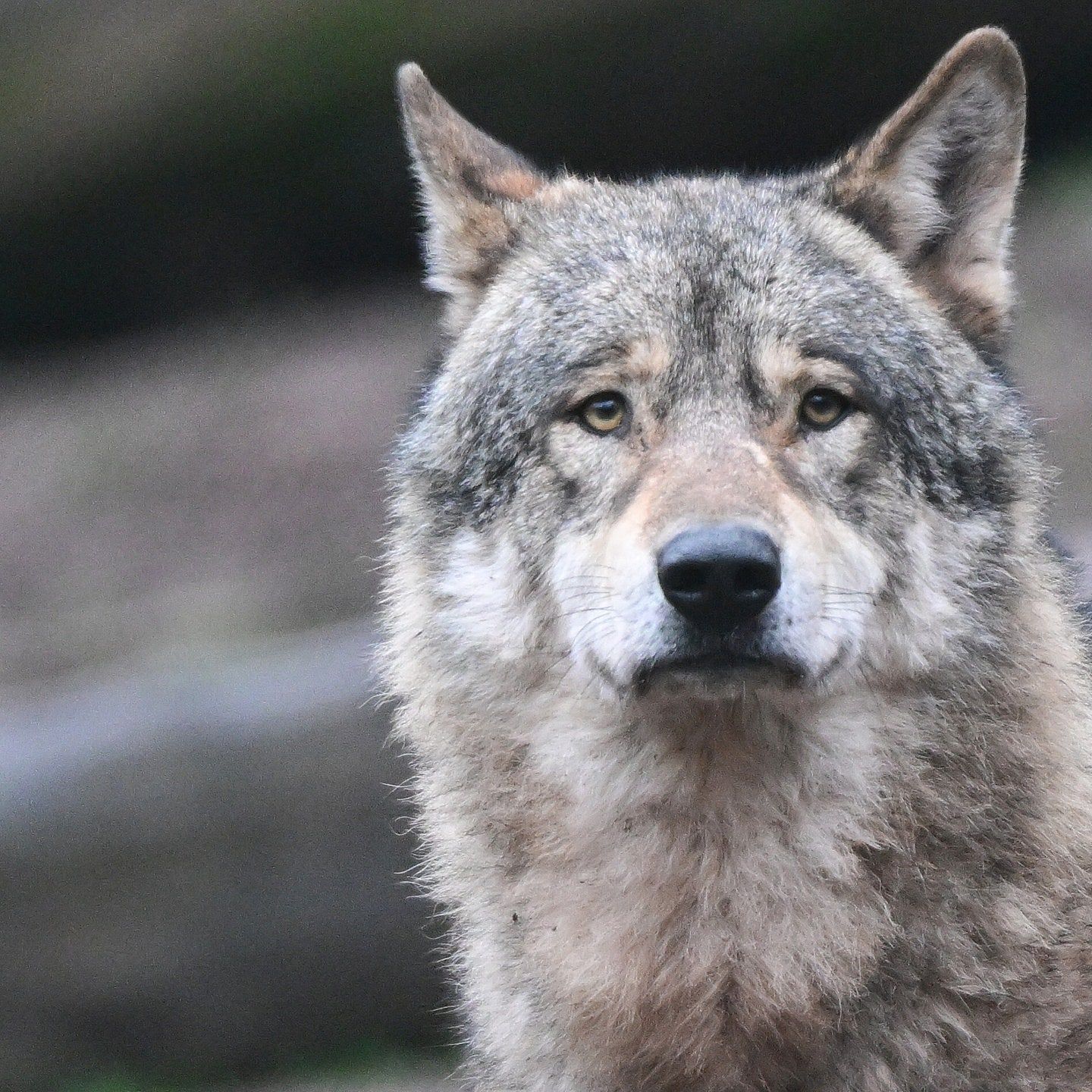 Bundesregierung will Abschuss von Wölfen erleichtern