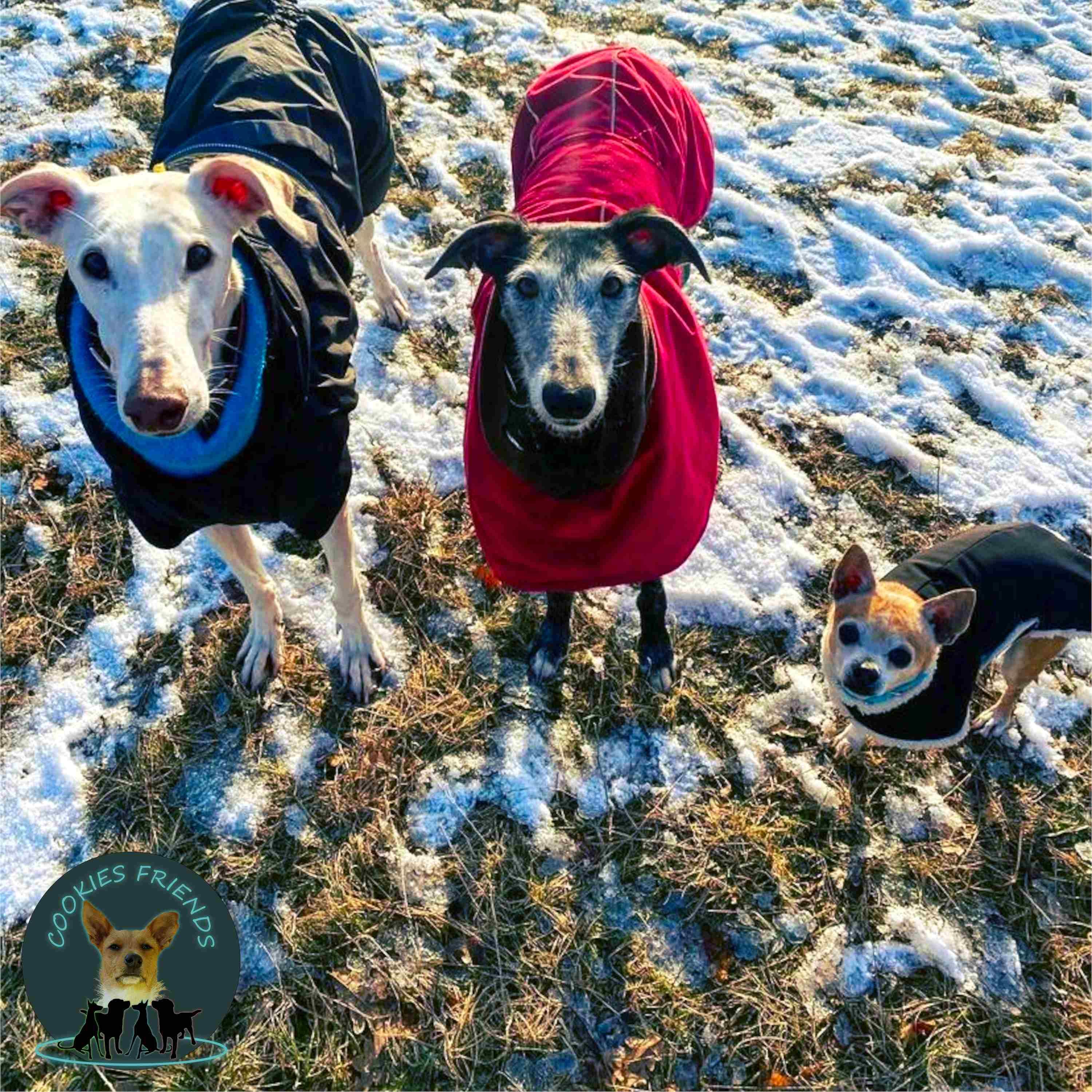 CF 23 - Sophie mit Gilbert, Mala und Pacolito