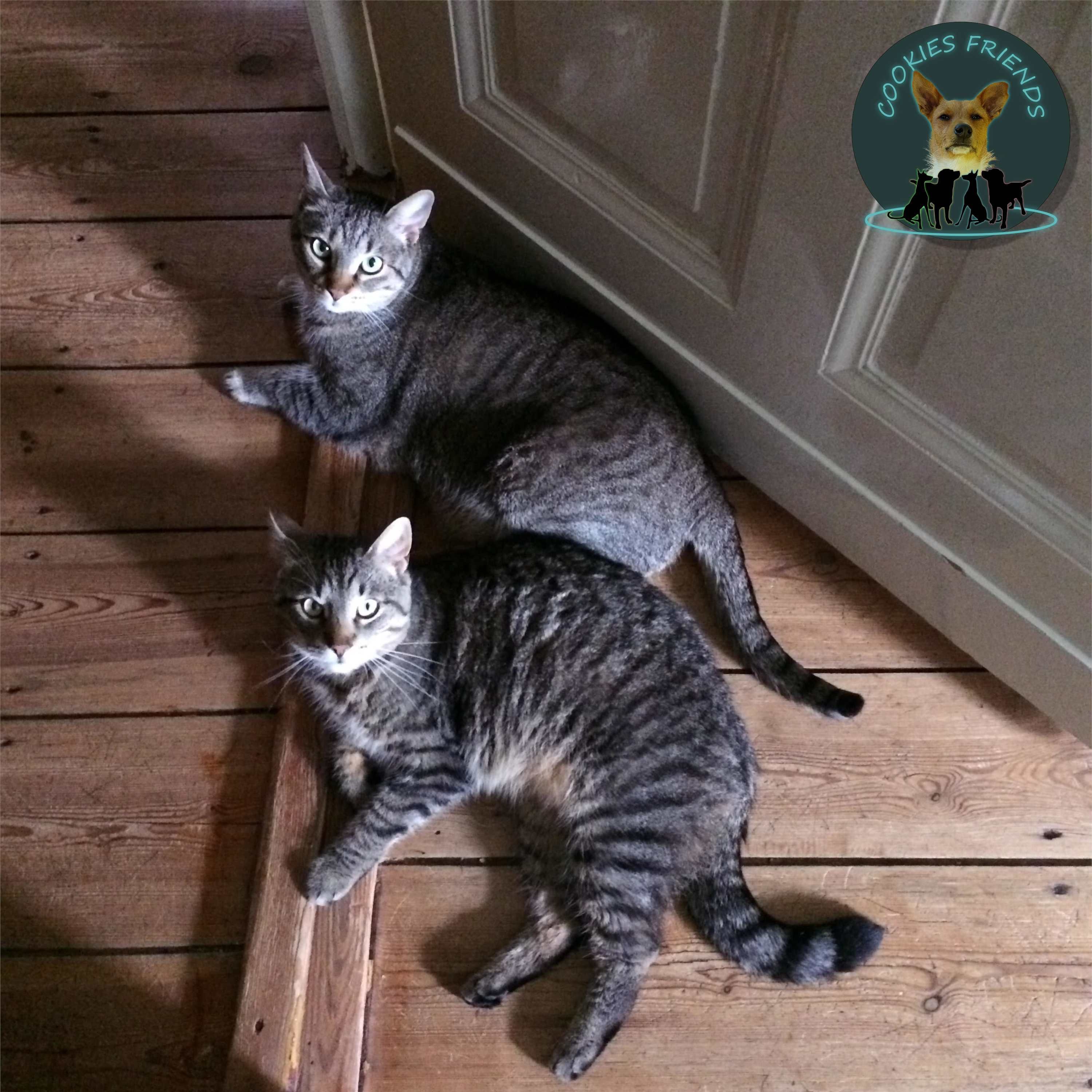 CF 25 - Tierheilpraktikerin Petra Seifert