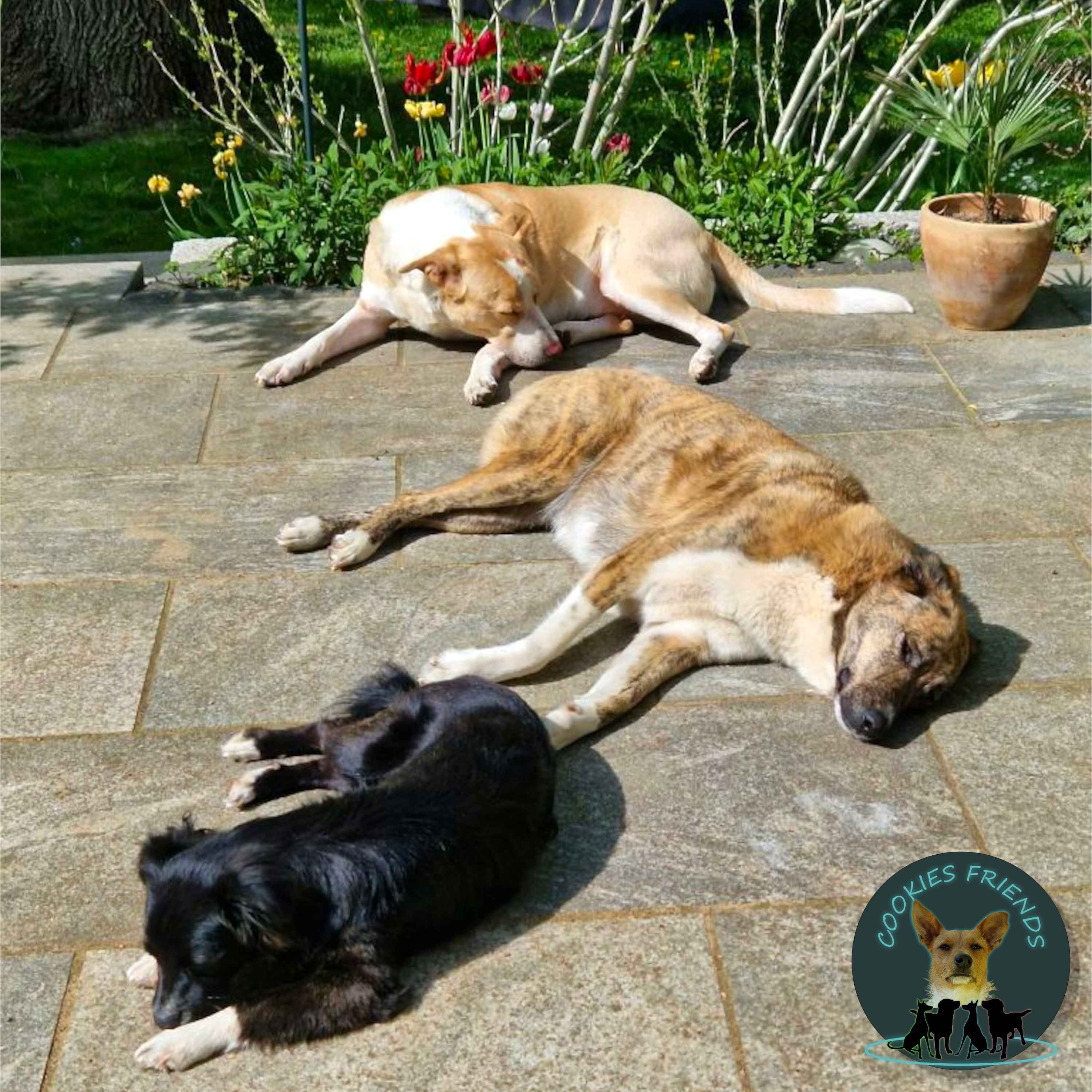 CF 28 - Jeannette mit Mimmo, Fiona und Lizzy