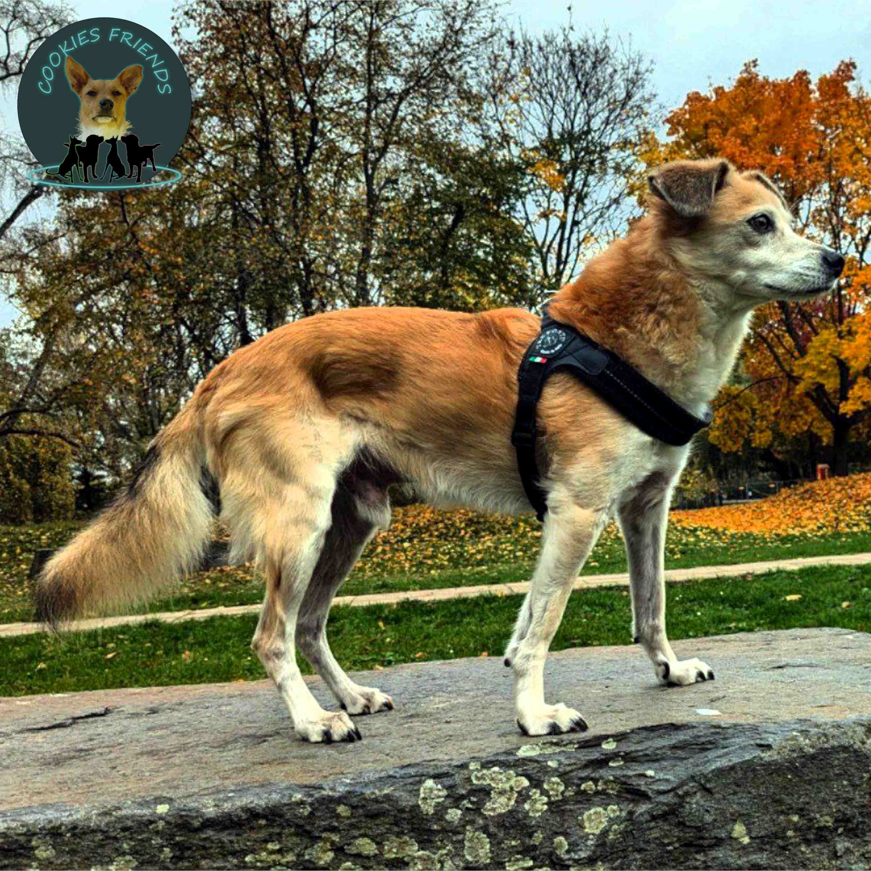 CF 35 - Karsten mit Achilles