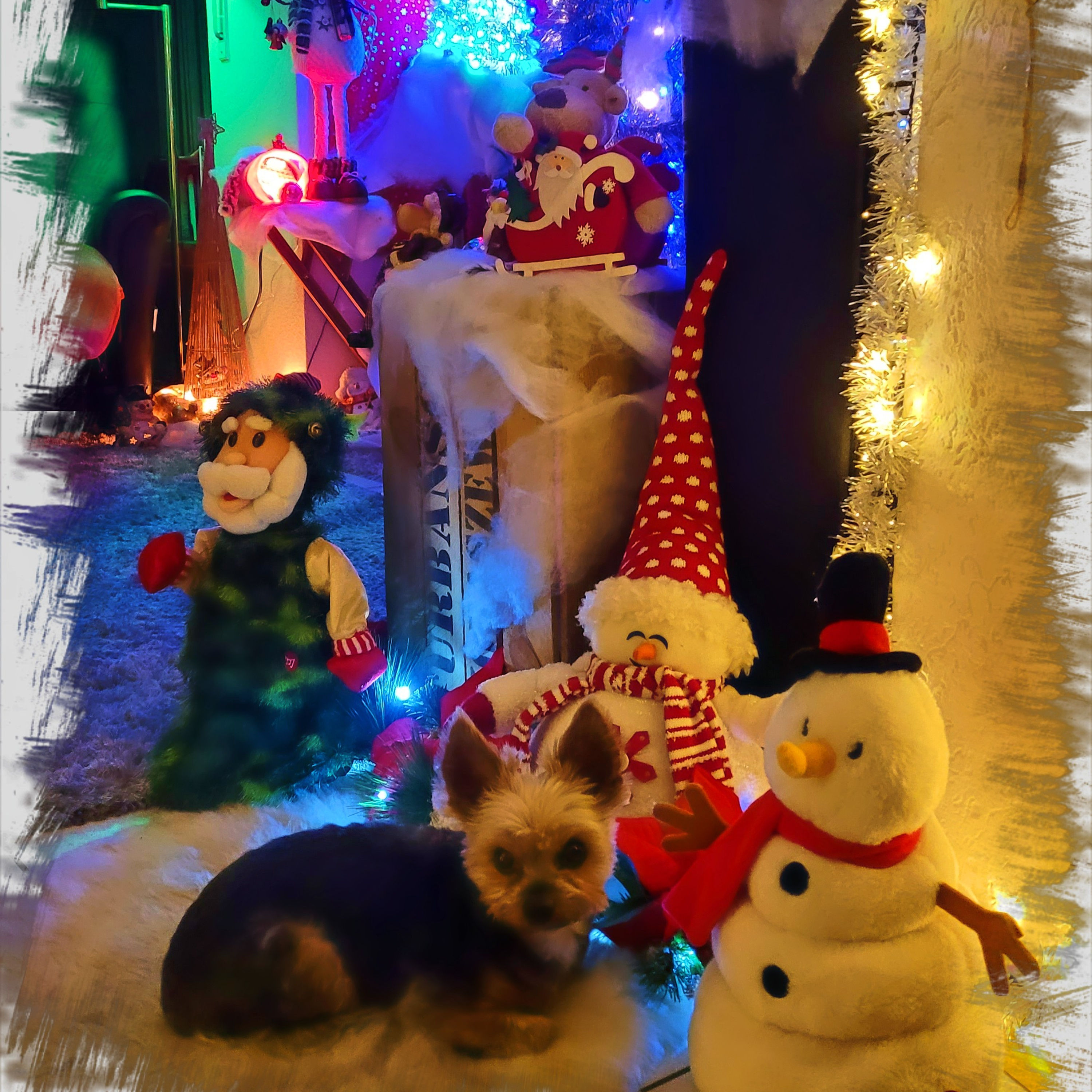 Christmas Preparation Shorty | Weihnachts•Vorbereitungs •Shorty