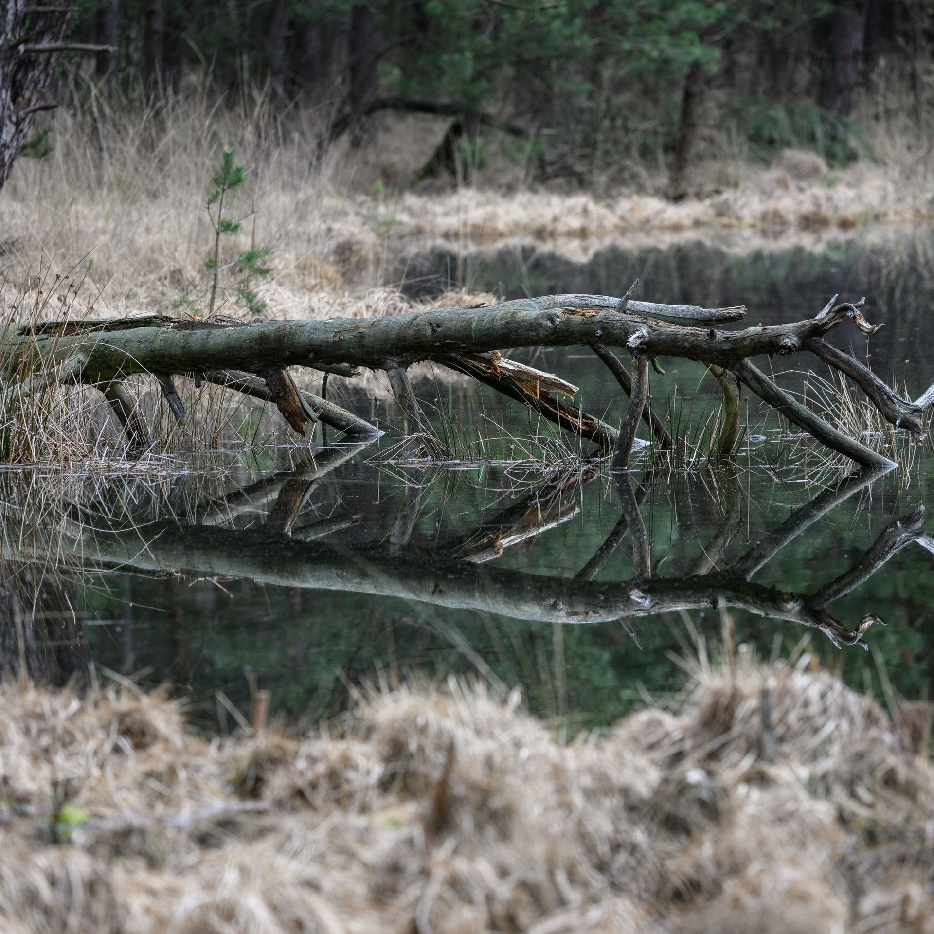 CITES COP20: Hat Deutschland genug Naturschutzgebiete?