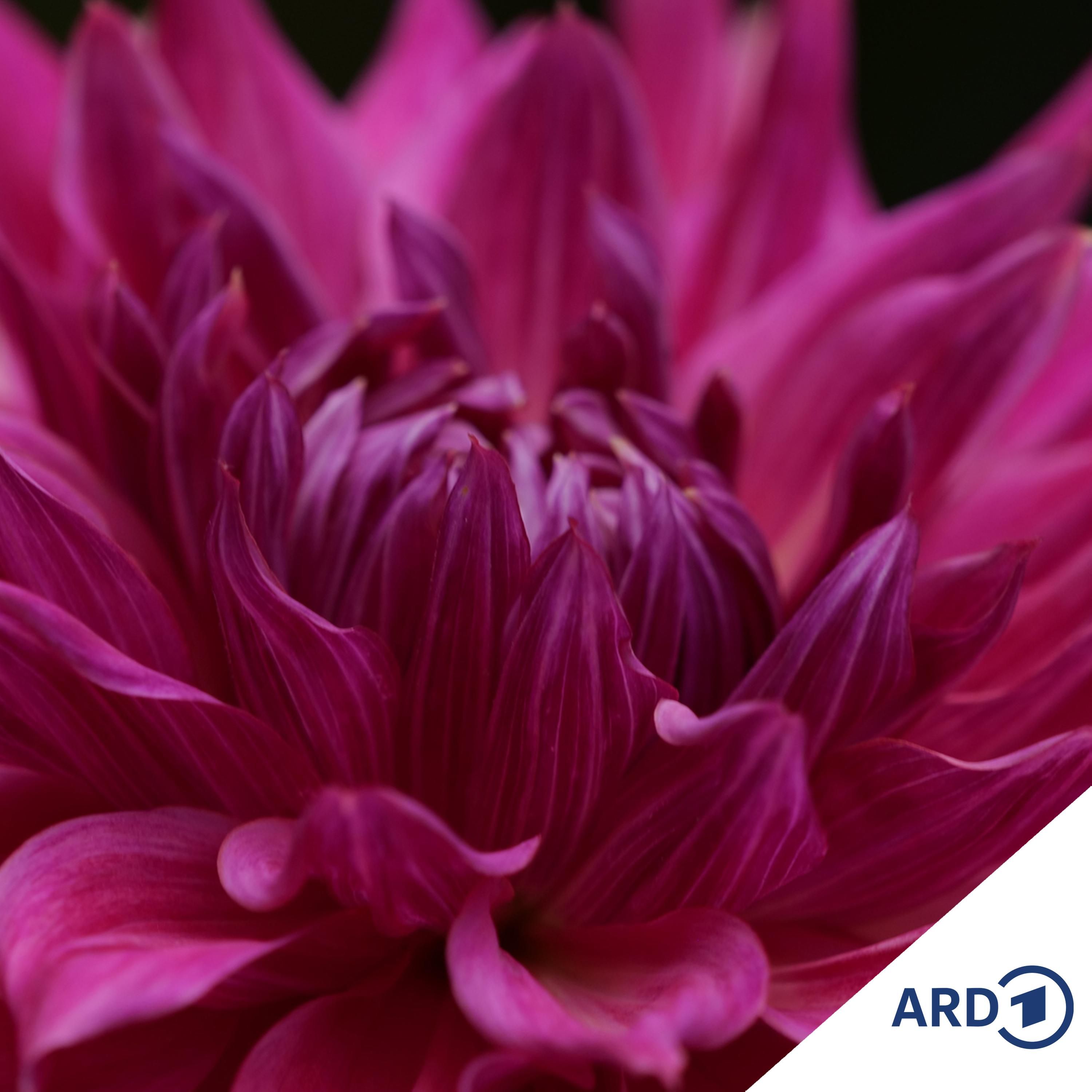 Dahlien überwintern und Knollen richtig einlagern