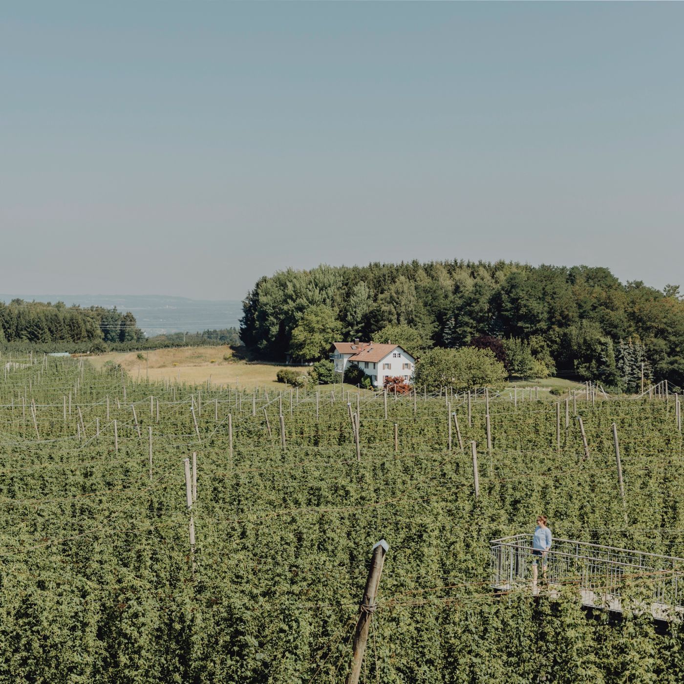 „Dann lässt es einen nicht mehr los“: Willkommen auf dem Hopfengut No. 20 in Tettnang!