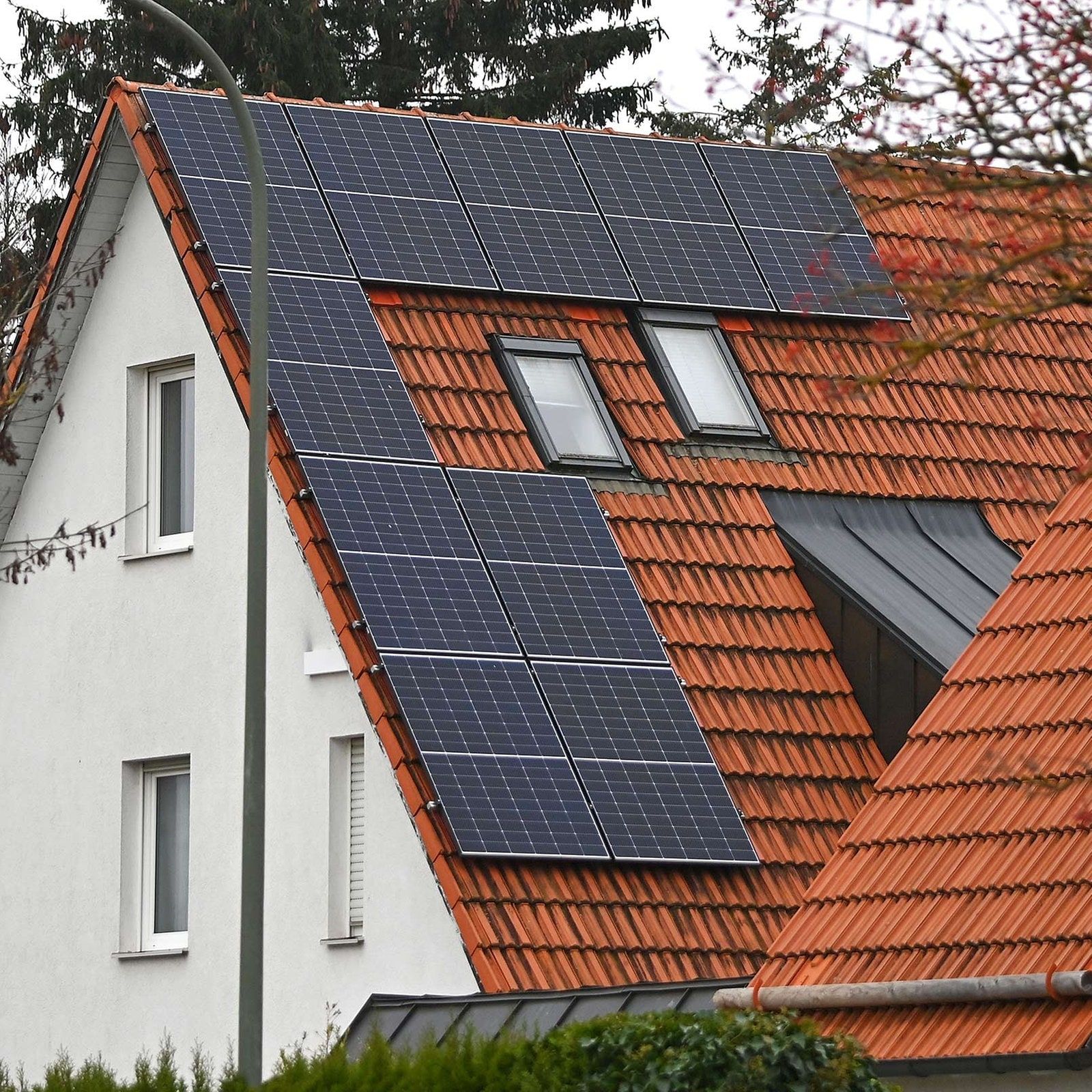 Darf ein alter Baum für Solarstrom gefällt werden?