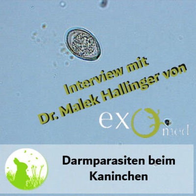 Darmparasiten beim Kaninchen