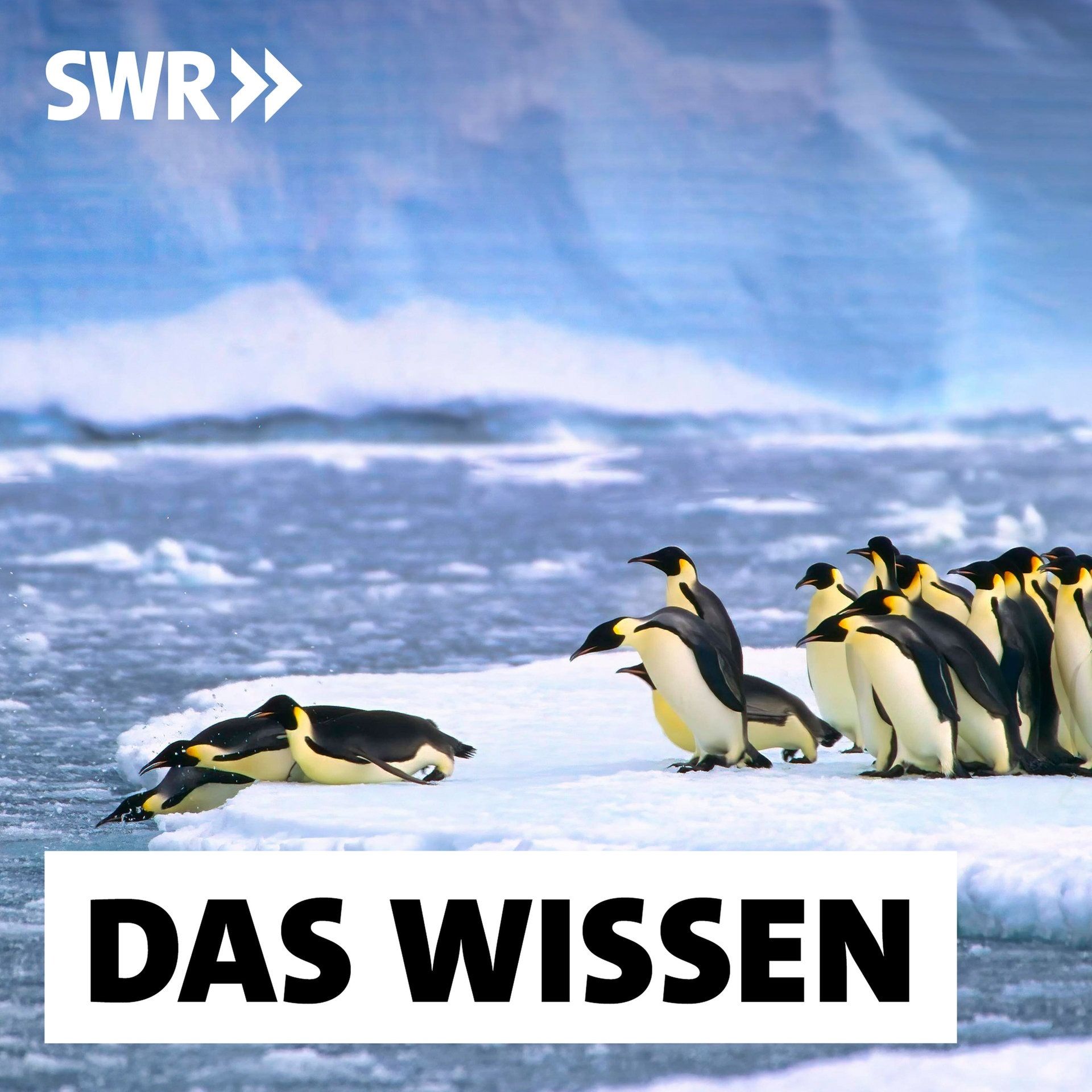 Das Antarktis-Eis und seine Geheimnisse – Forschung bei minus 30 Grad