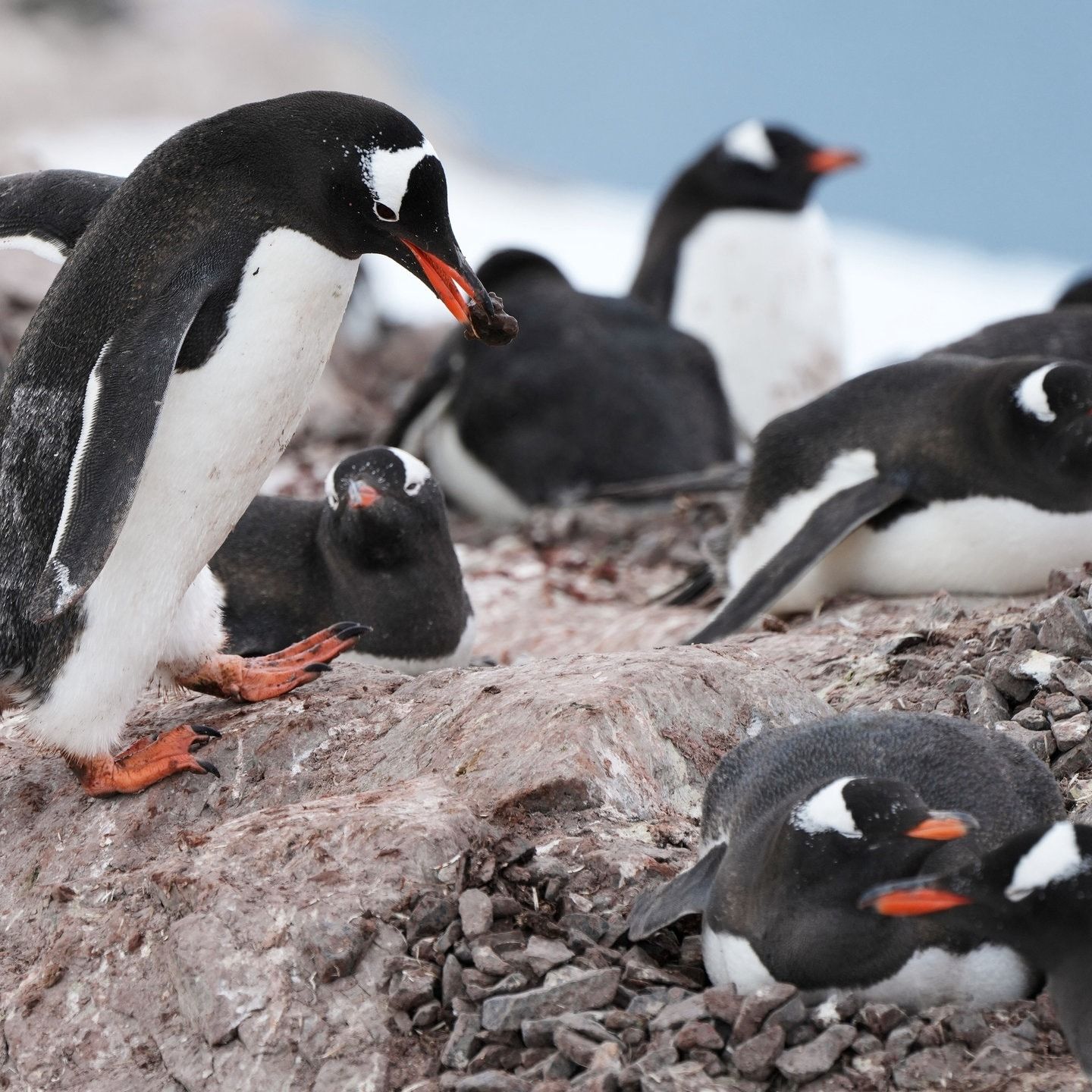 Das Balzverhalten von Eselspinguinen mit Dr.Hart