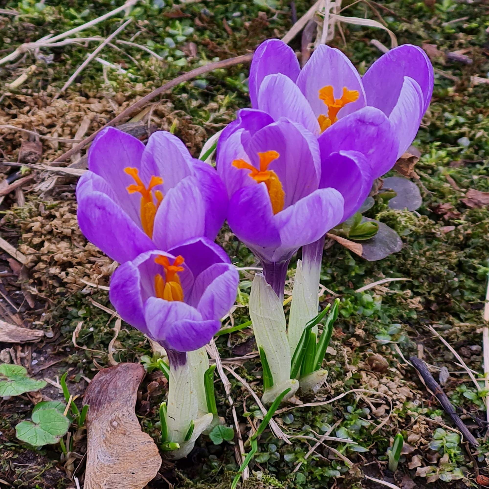Das Geheimnis der Krokusse